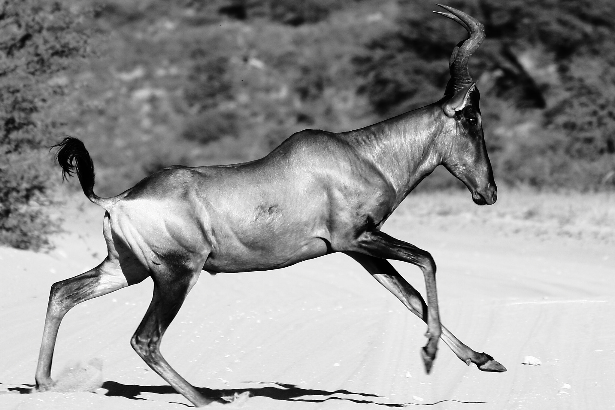 Canon EOS 7D + Canon EF 100-400mm F4.5-5.6L IS II USM sample photo. Hartebeest running-kalagadi,south africa photography