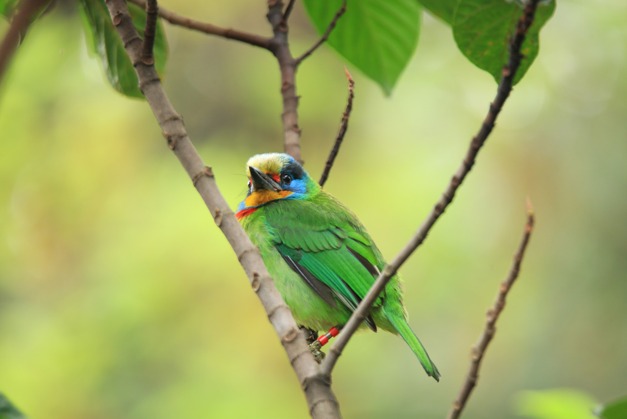 Canon EOS 5DS + Tamron SP 150-600mm F5-6.3 Di VC USD sample photo. Taiwan barbet photography