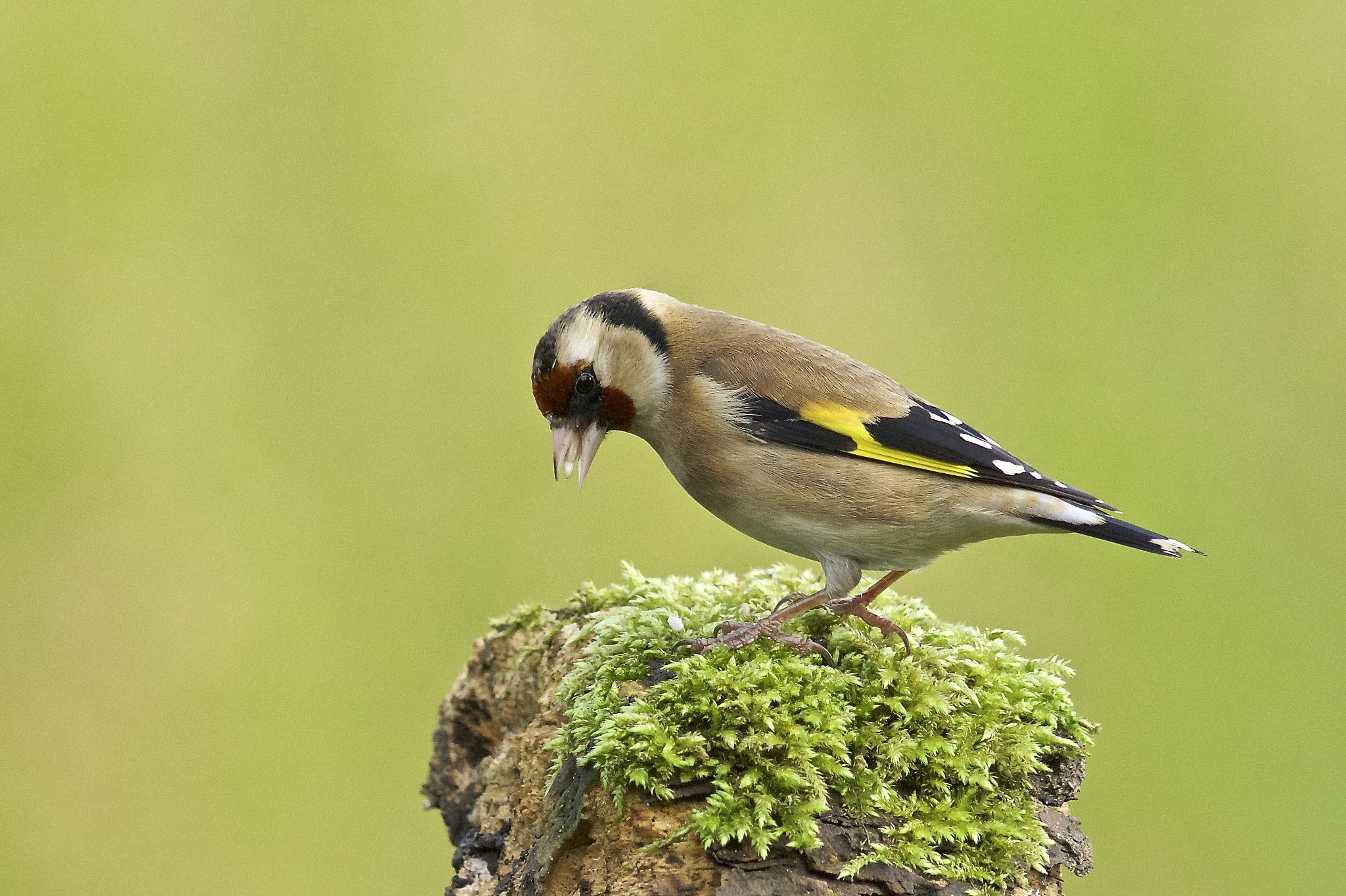 Sony a99 II + Minolta AF 300mm F2.8 HS-APO G sample photo. Goldfinch, photography