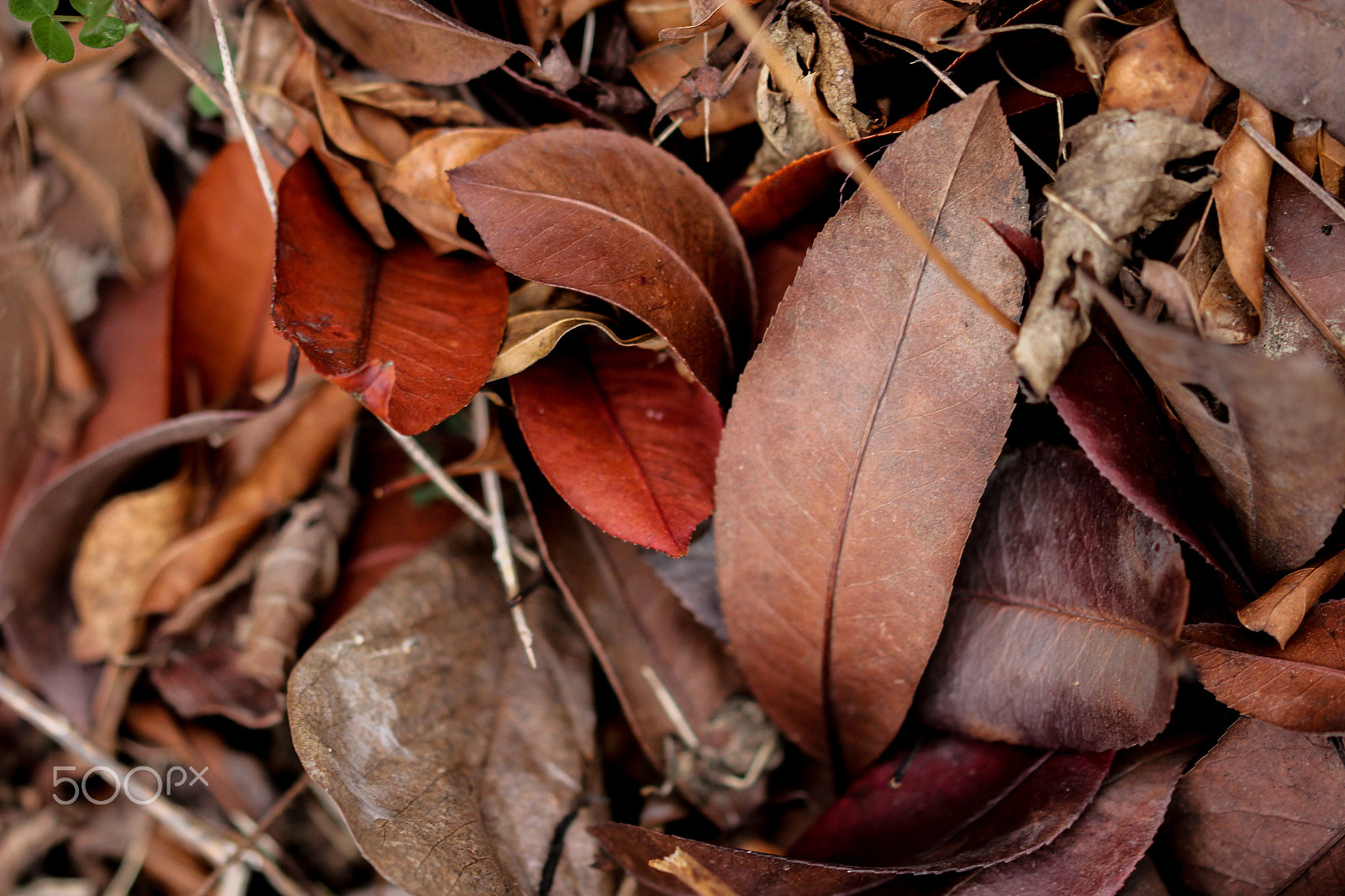 Sigma 105mm F2.8 EX DG OS HSM sample photo. Earth palette photography
