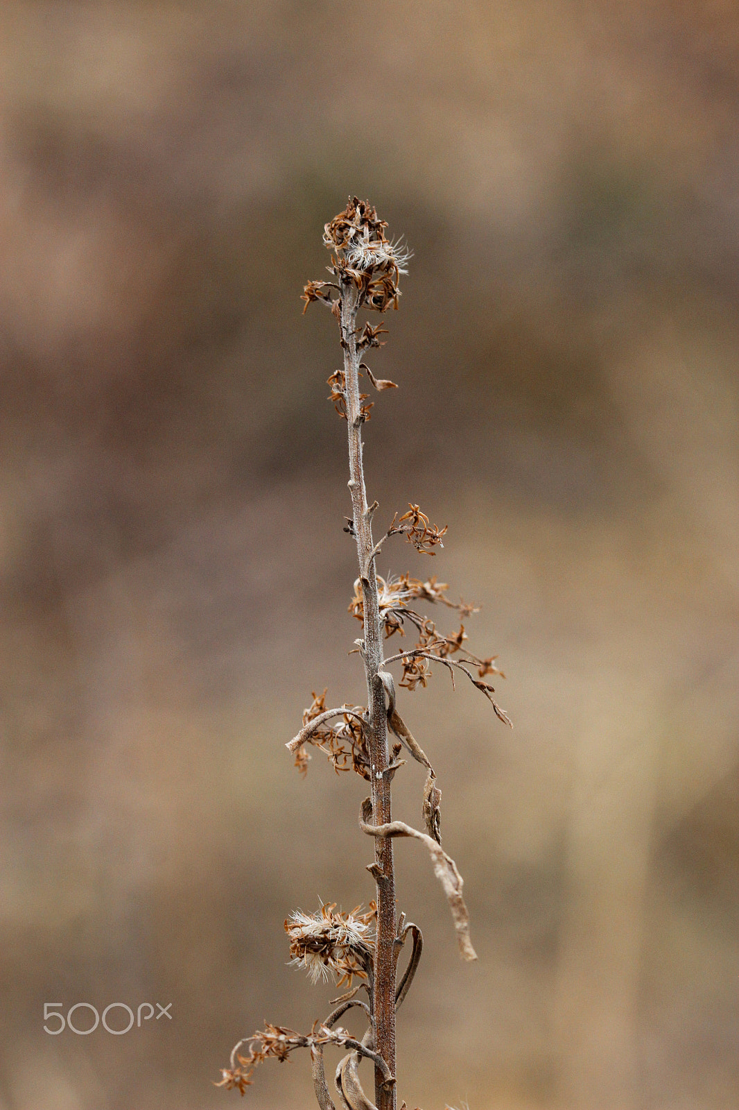 Sigma 105mm F2.8 EX DG OS HSM sample photo. Old tower photography