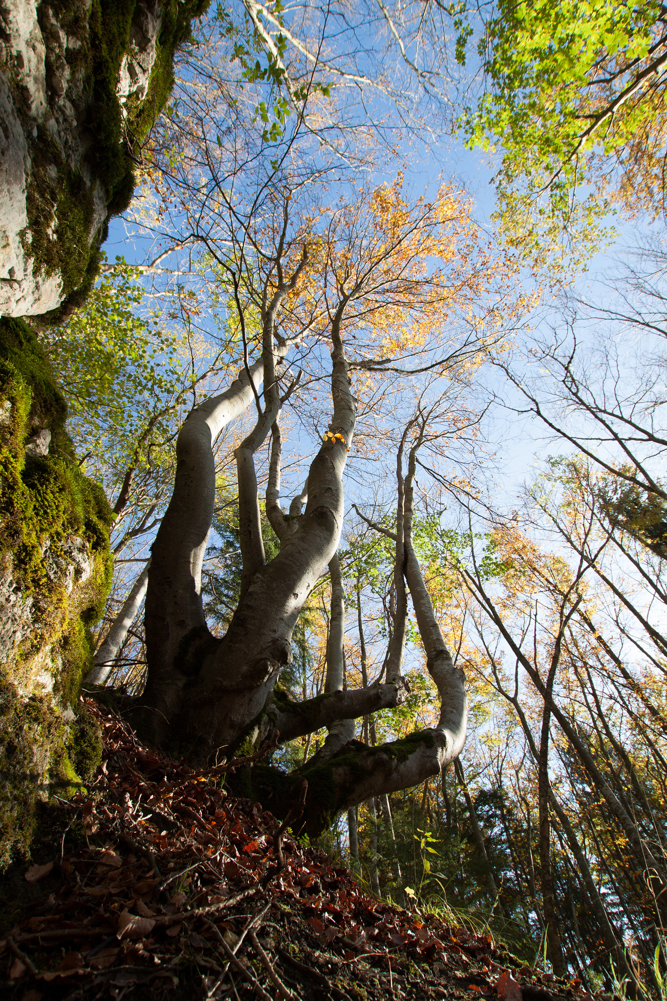Sigma 10-20mm F3.5 EX DC HSM sample photo. Rebel tree on a hillside photography