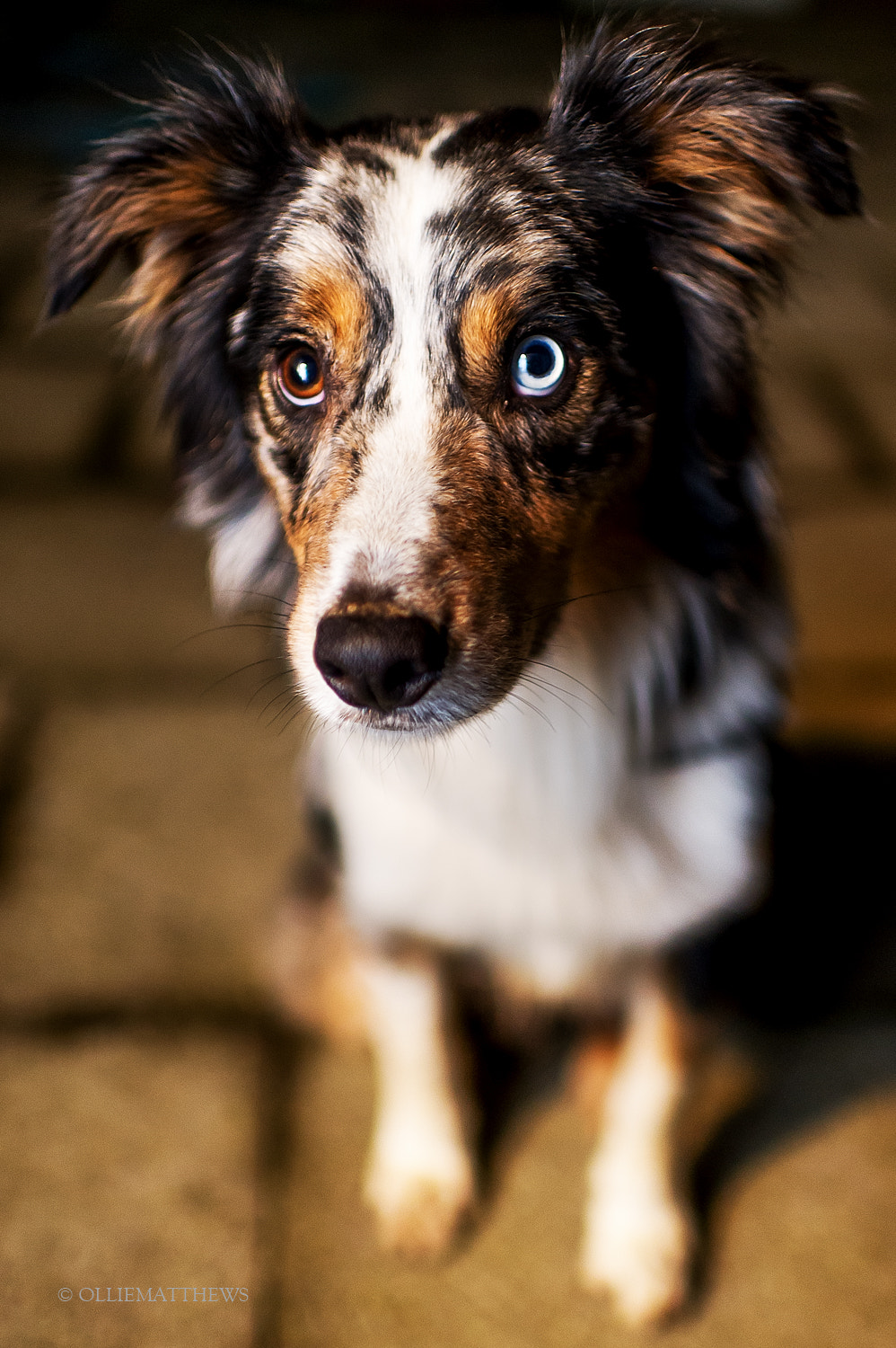 Nikon D3S + Nikon AF-S Nikkor 35mm F1.4G sample photo. Sparky the collie photography