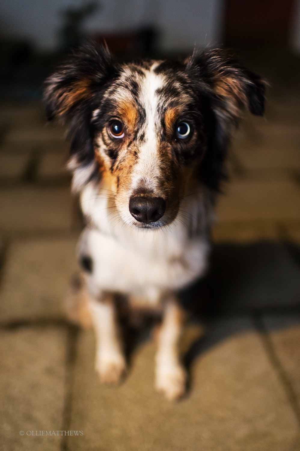 Nikon D3S + Nikon AF-S Nikkor 35mm F1.4G sample photo. Sparky the collie photography