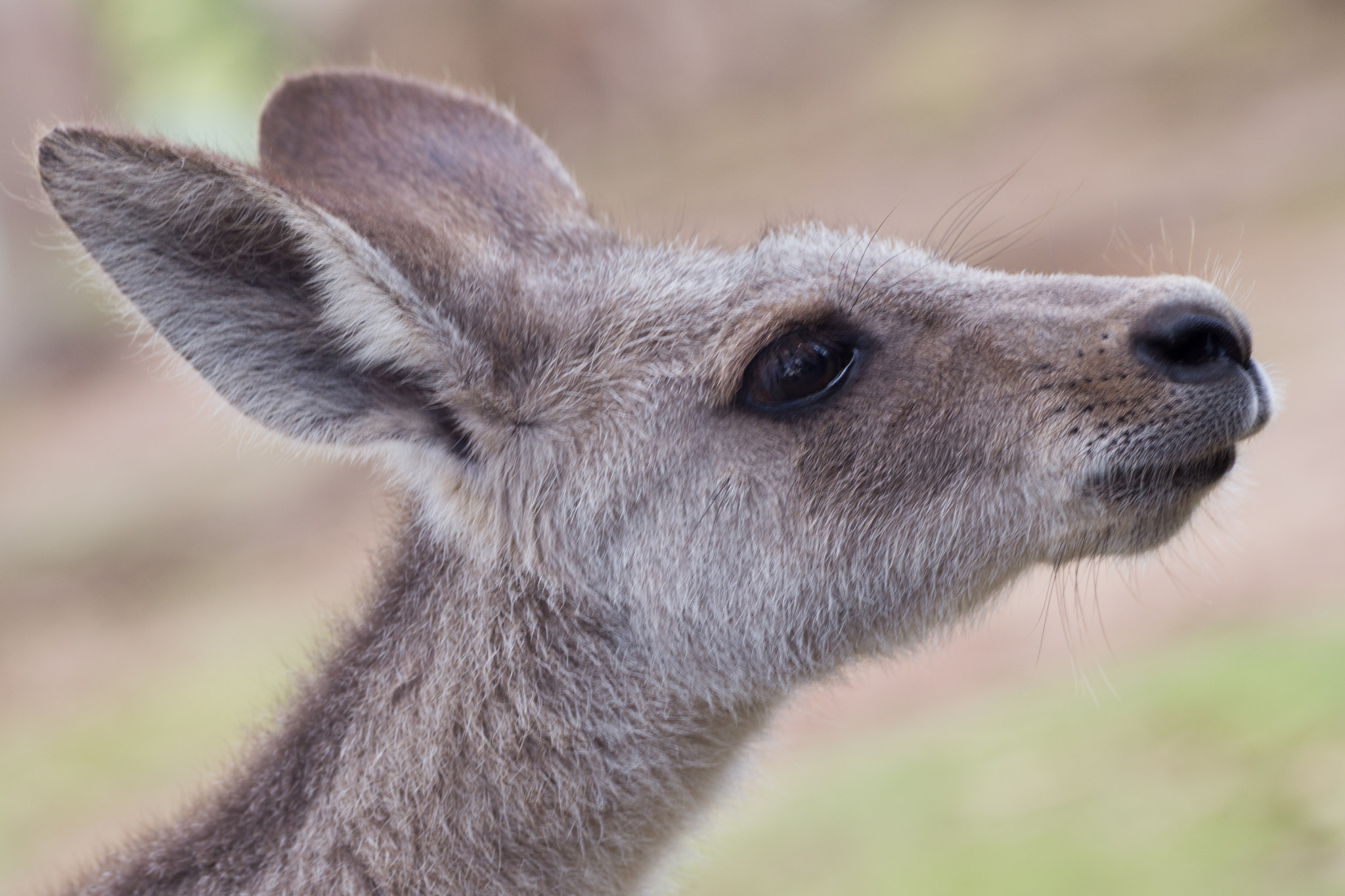 Sigma 70-300mm F4-5.6 APO DG Macro sample photo. Little skippy photography