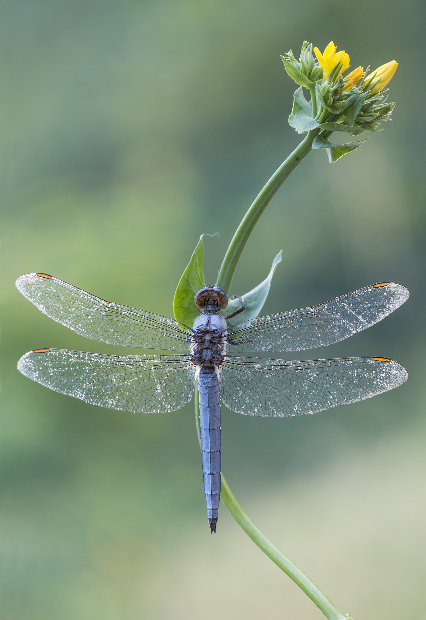 Sigma 150mm F2.8 EX DG Macro HSM sample photo. Dragonfly photography