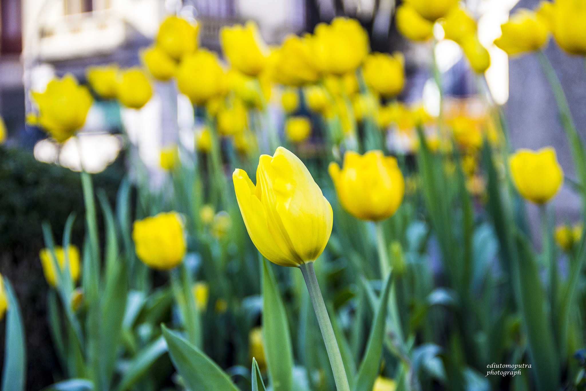 Canon EOS 600D (Rebel EOS T3i / EOS Kiss X5) sample photo. Yellow tulip on porto photography