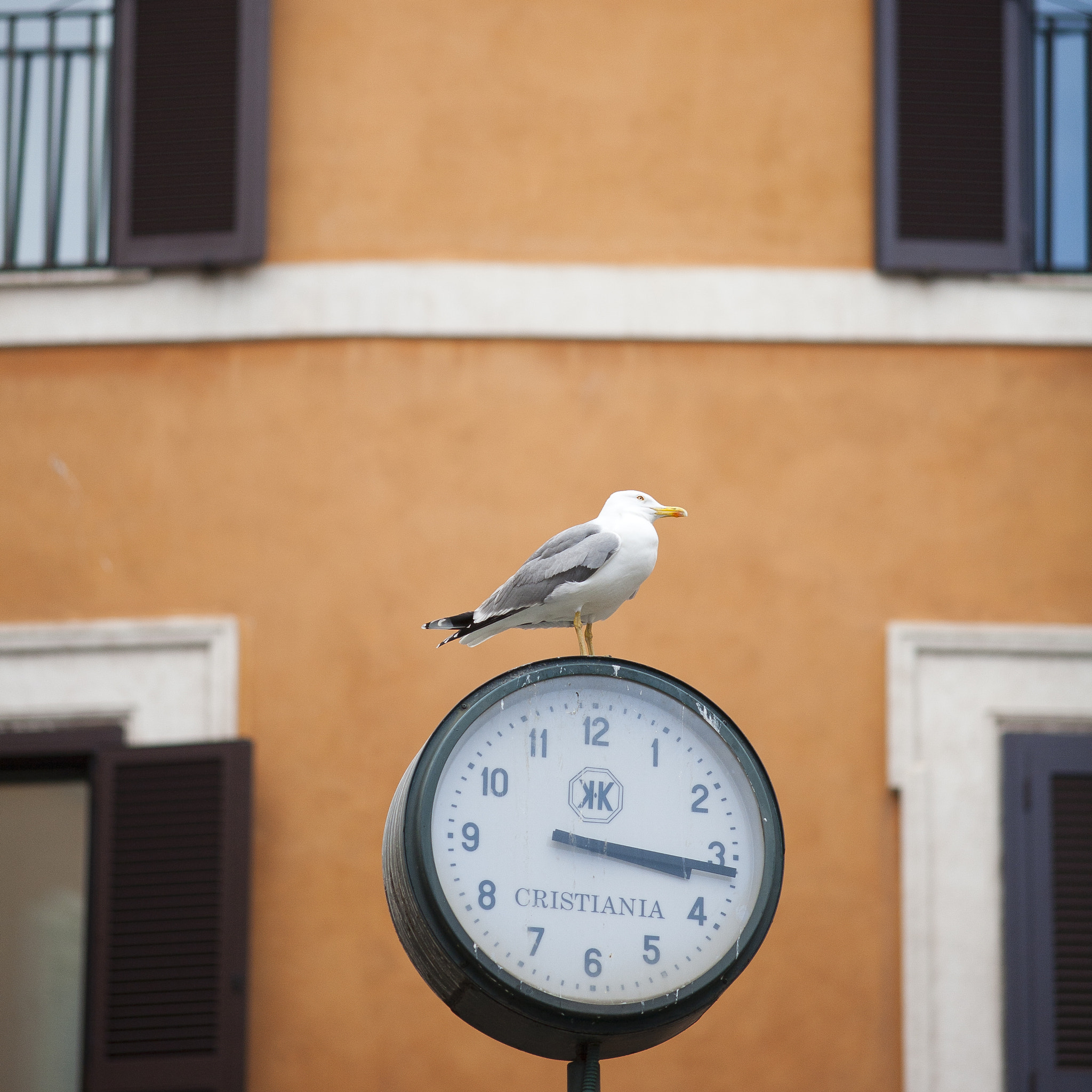 Canon EOS 5D + Canon EF 200mm F2.8L II USM sample photo. Seagulls of rome photography