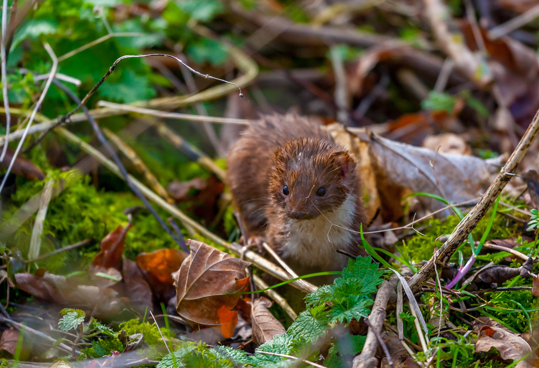 Canon EOS-1D Mark III + Canon EF 100-400mm F4.5-5.6L IS USM sample photo. Pop goes the weasel photography