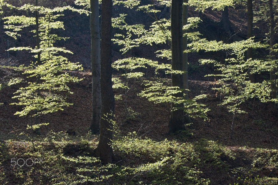 18.00 - 55.00 mm f/3.5 - 5.6 sample photo. In spring photography