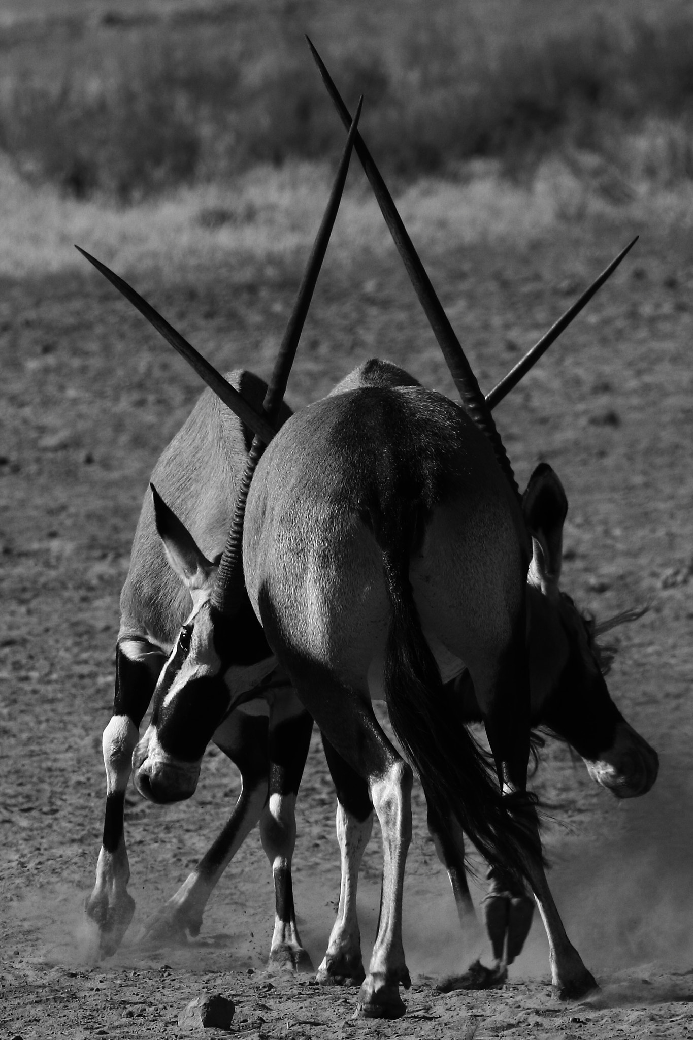 Canon EF 100-400mm F4.5-5.6L IS II USM sample photo. Gemsbok fighting- kalagadi, south africa photography