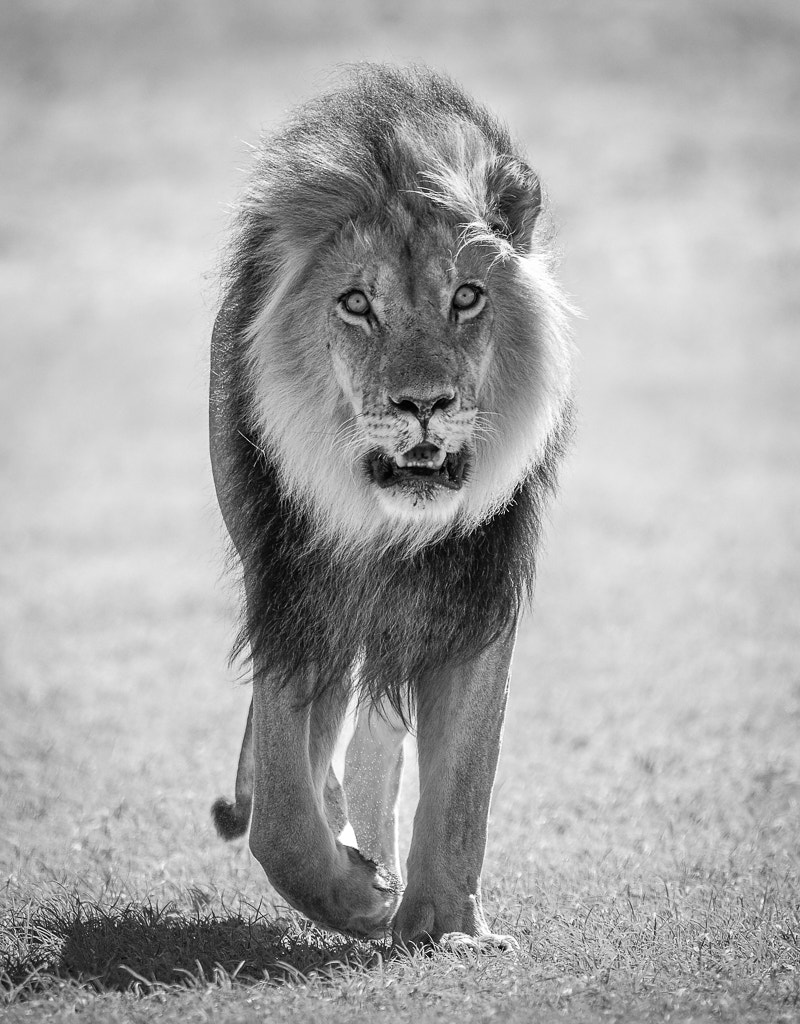 Nikon D4S + Nikon AF-S Nikkor 500mm F4G ED VR sample photo. Male lion photography