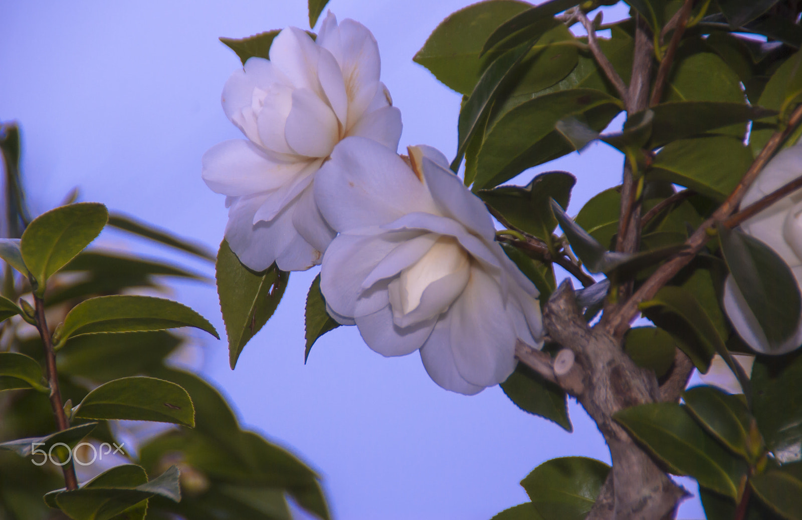 Tamron AF 18-200mm F3.5-6.3 XR Di II LD Aspherical (IF) Macro sample photo. Today's model photography