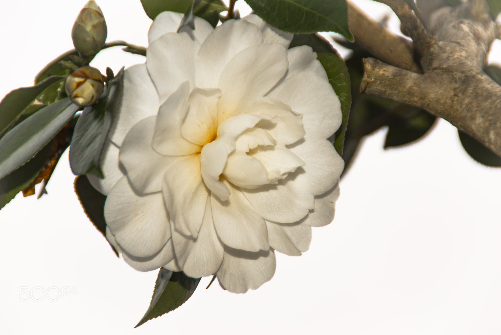 Tamron AF 18-200mm F3.5-6.3 XR Di II LD Aspherical (IF) Macro sample photo. Today's model photography