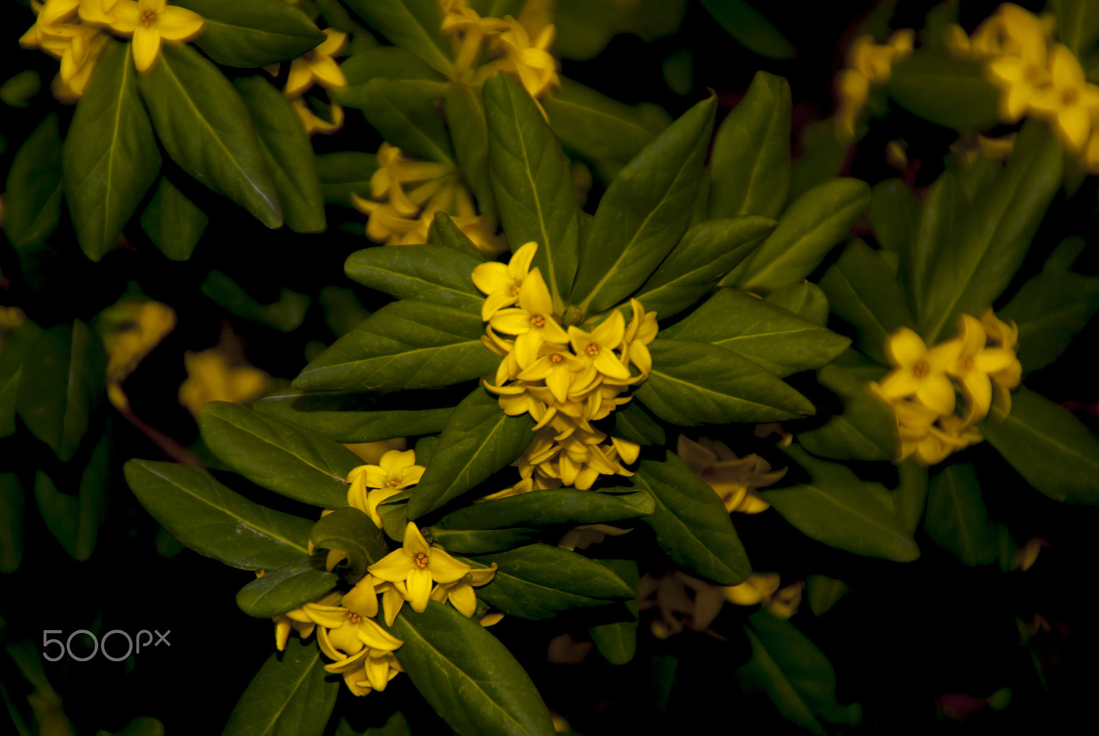 Tamron AF 18-200mm F3.5-6.3 XR Di II LD Aspherical (IF) Macro sample photo. Today's model photography