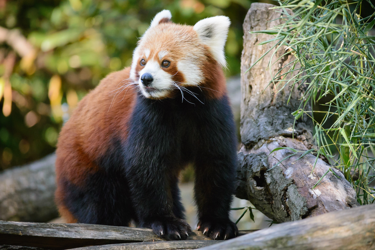 Sigma 150-500mm F5-6.3 DG OS HSM sample photo. Red panda photography