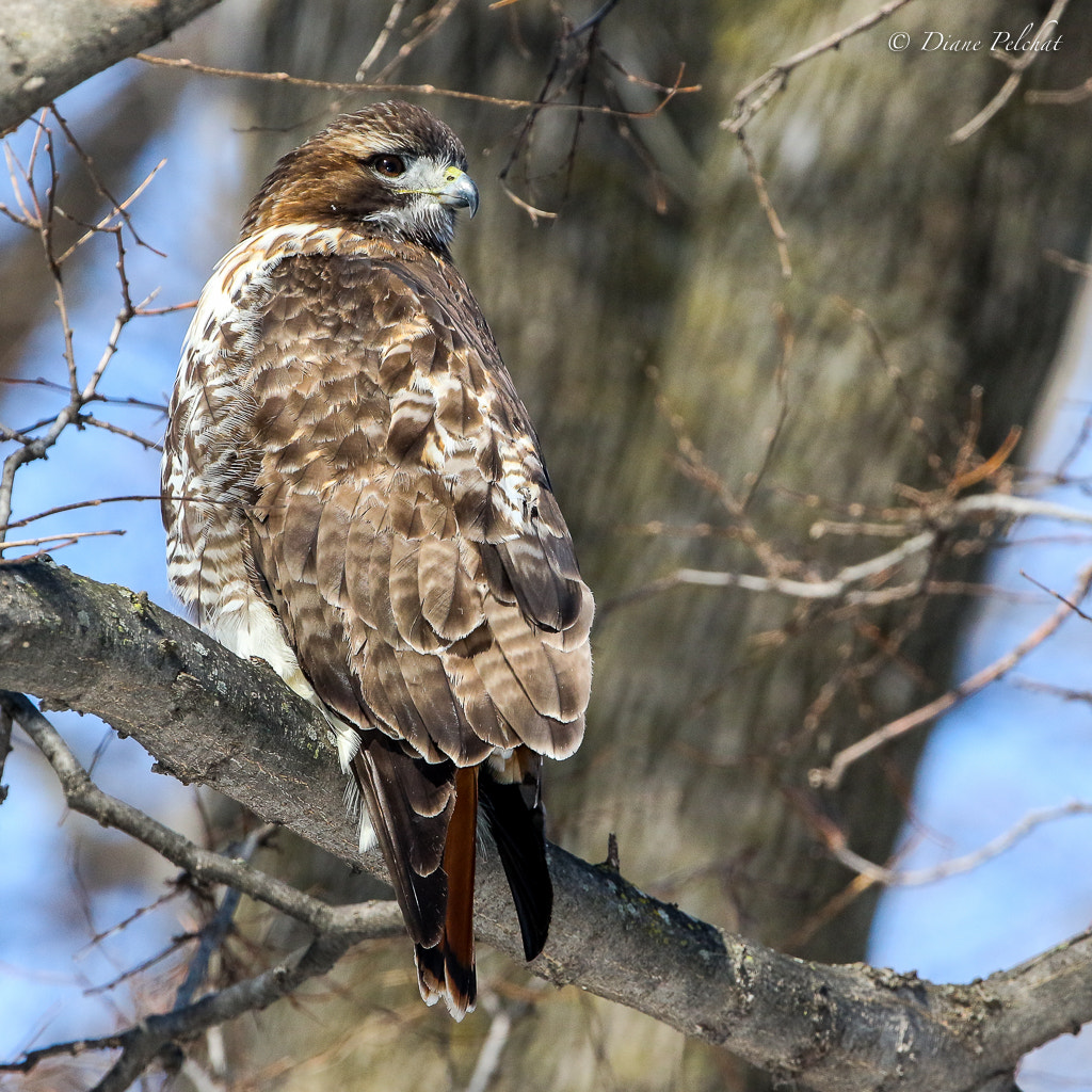 Canon EF 300mm F2.8L IS II USM sample photo. Red-tailed hawk photography