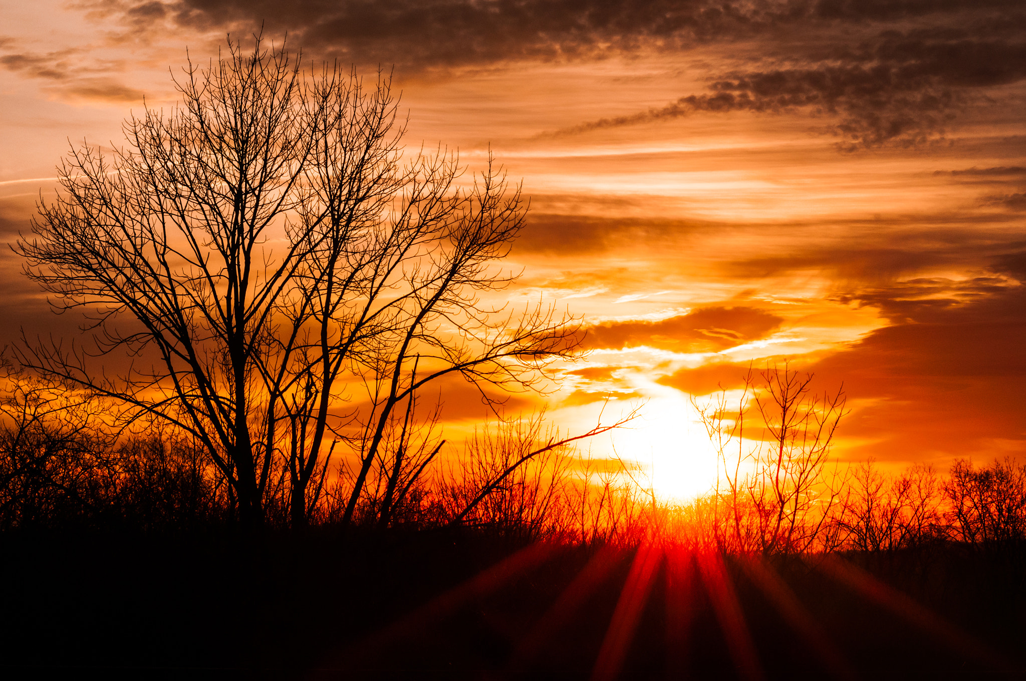 Sigma 70-300mm F4-5.6 APO DG Macro sample photo. Red rays photography