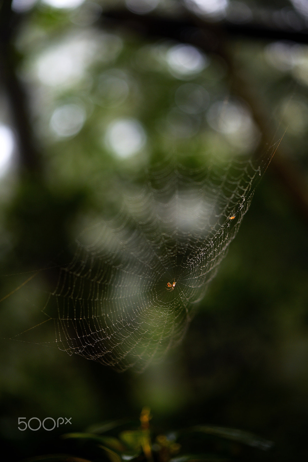 ZEISS Makro-Planar T* 50mm F2 sample photo. Cobweb photography