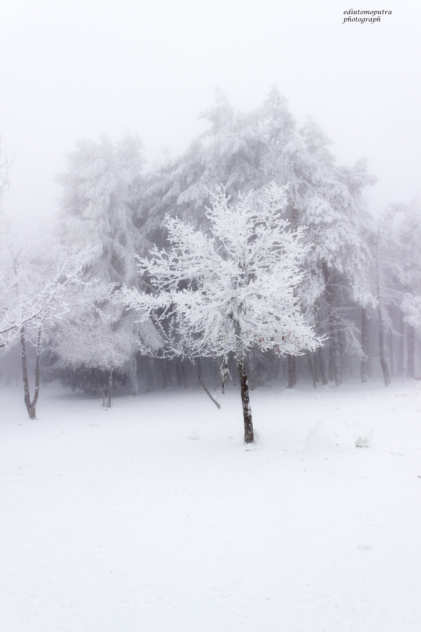Canon EOS 600D (Rebel EOS T3i / EOS Kiss X5) sample photo. Freezing tree photography