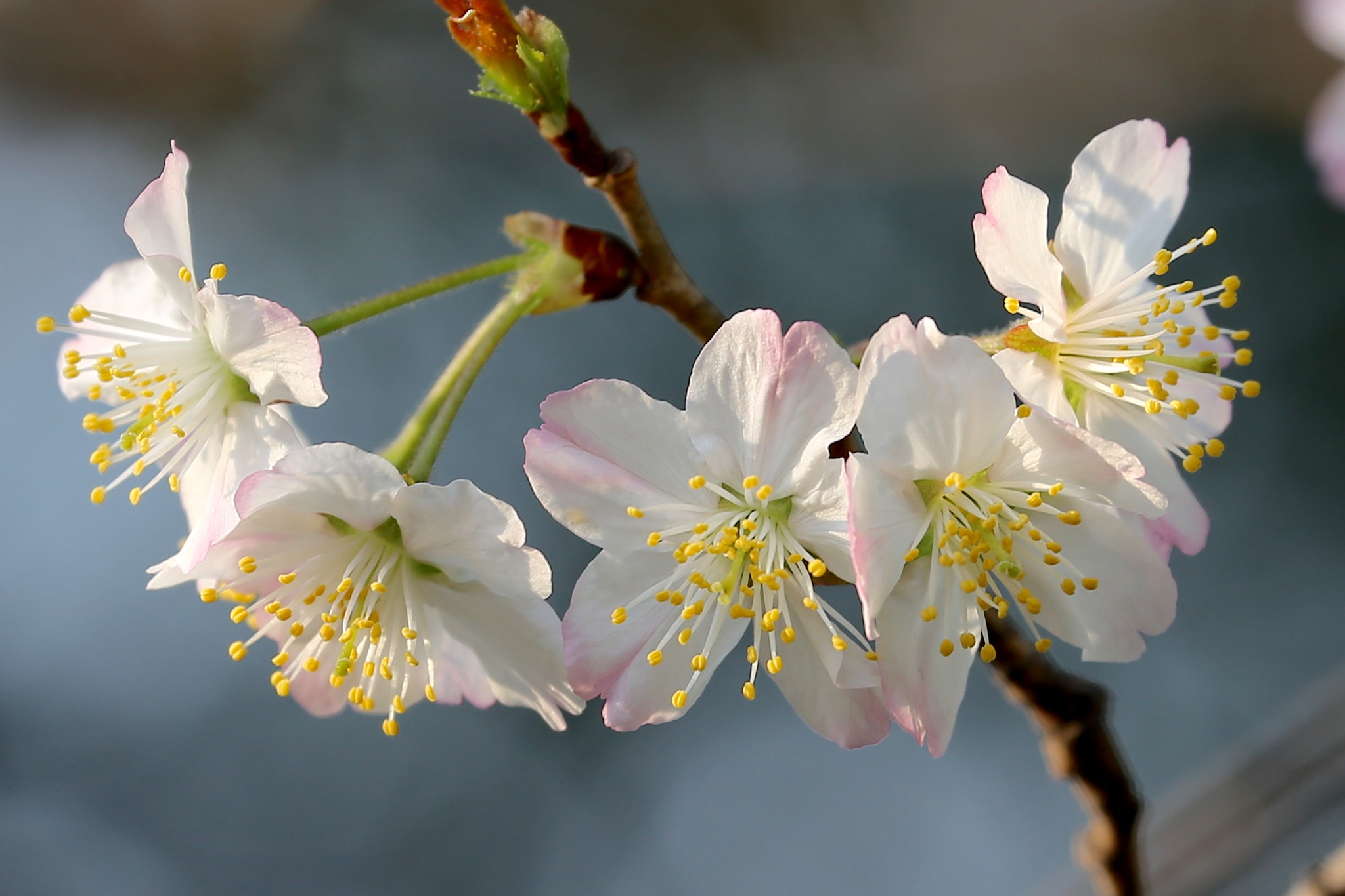 Canon EF 70-300mm F4-5.6L IS USM sample photo