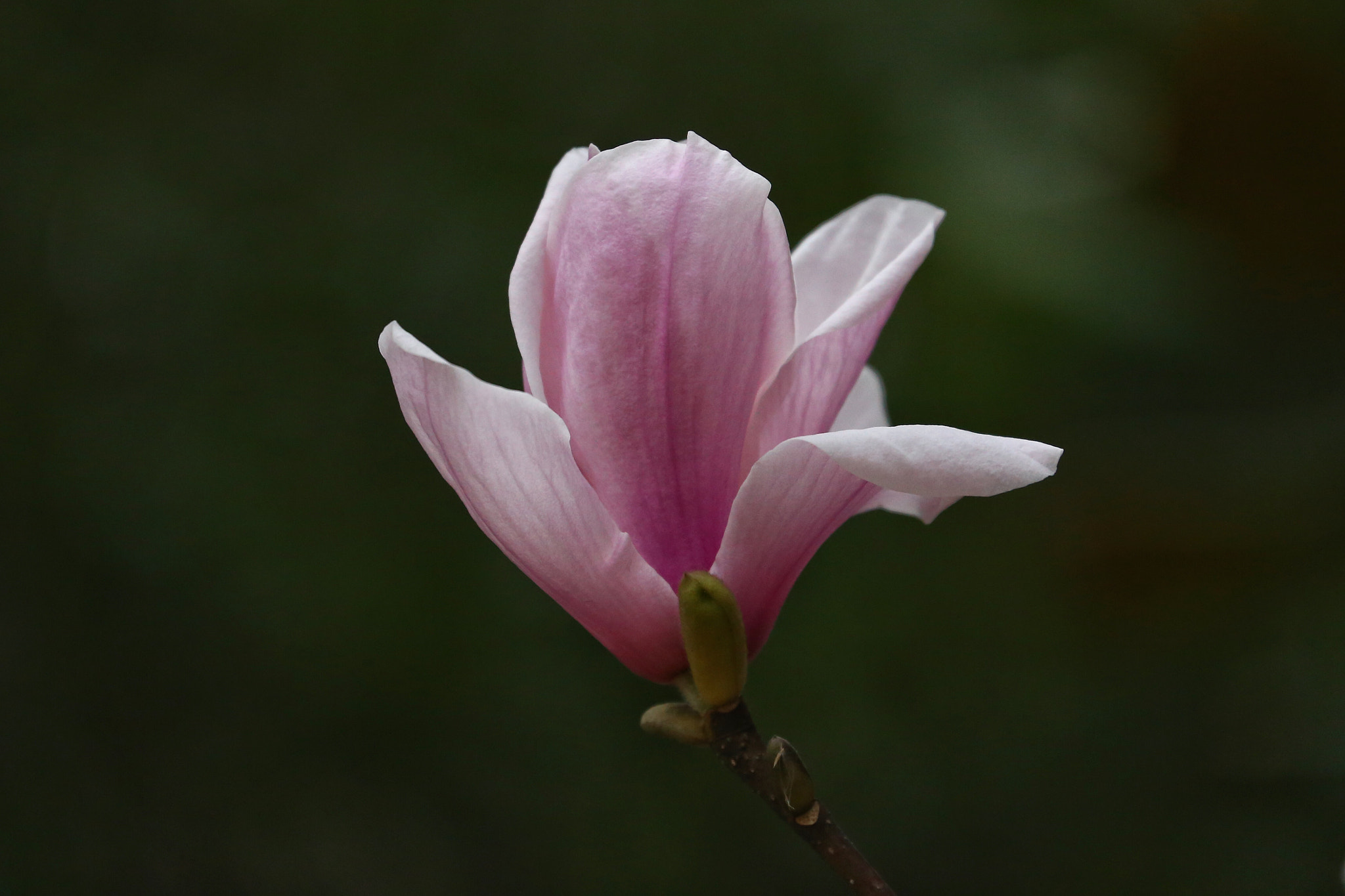 Canon EF 70-300mm F4-5.6L IS USM sample photo