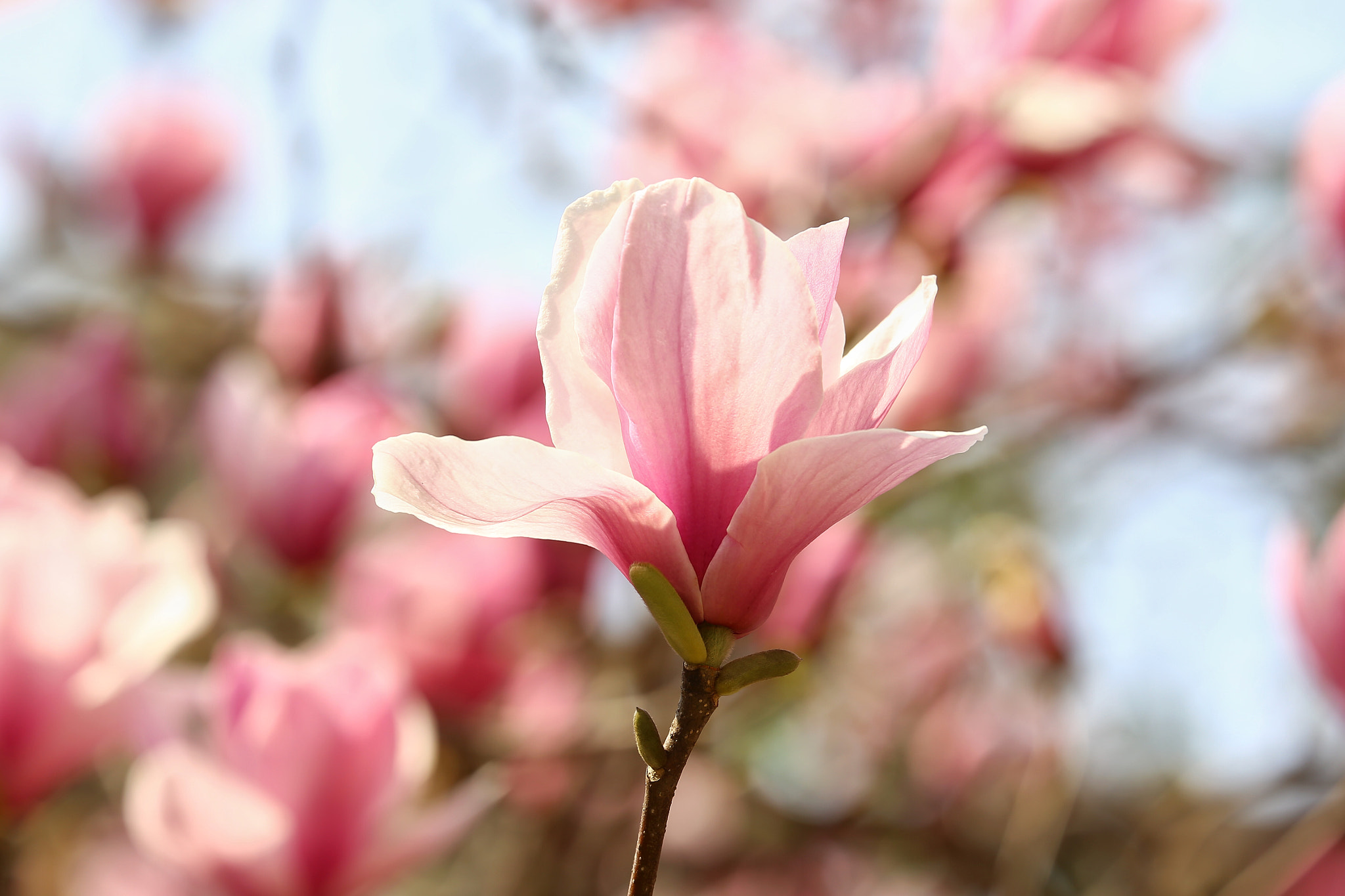 Canon EF 70-300mm F4-5.6L IS USM sample photo
