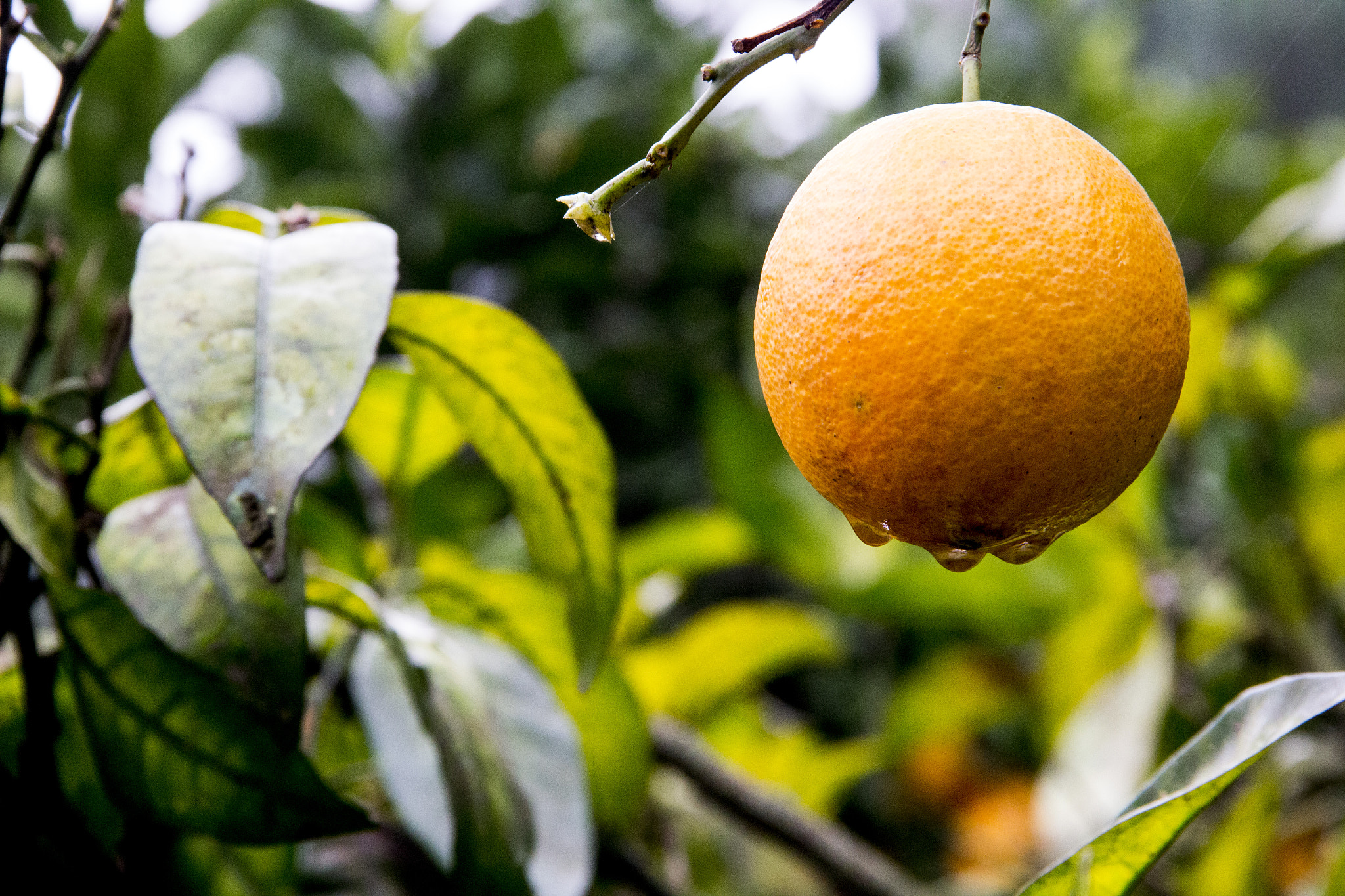 Canon EOS 600D (Rebel EOS T3i / EOS Kiss X5) sample photo. Laranja (orange) portugal photography