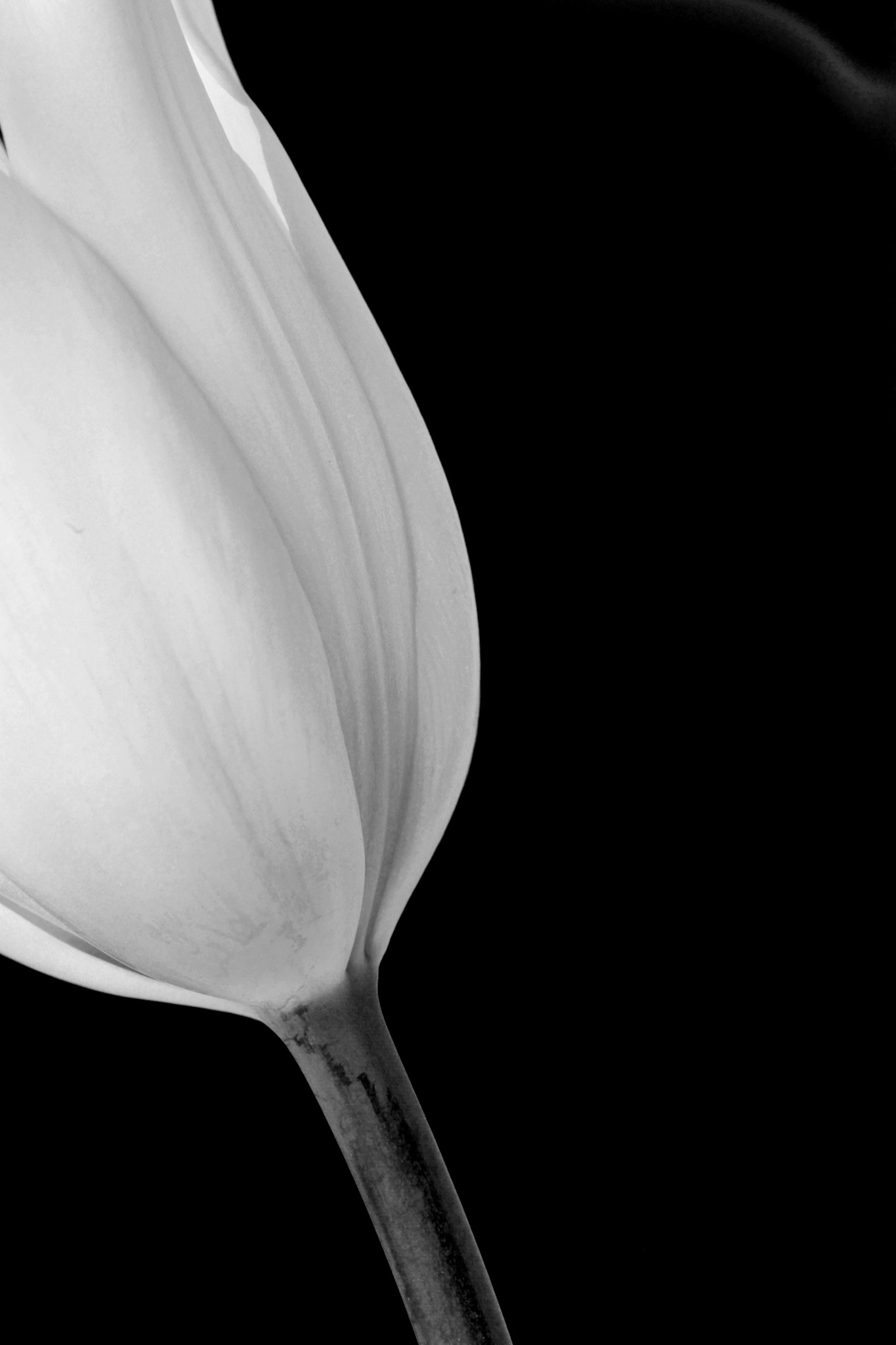 Sony a99 II + 90mm F2.8 Macro SSM sample photo. Tulip photography