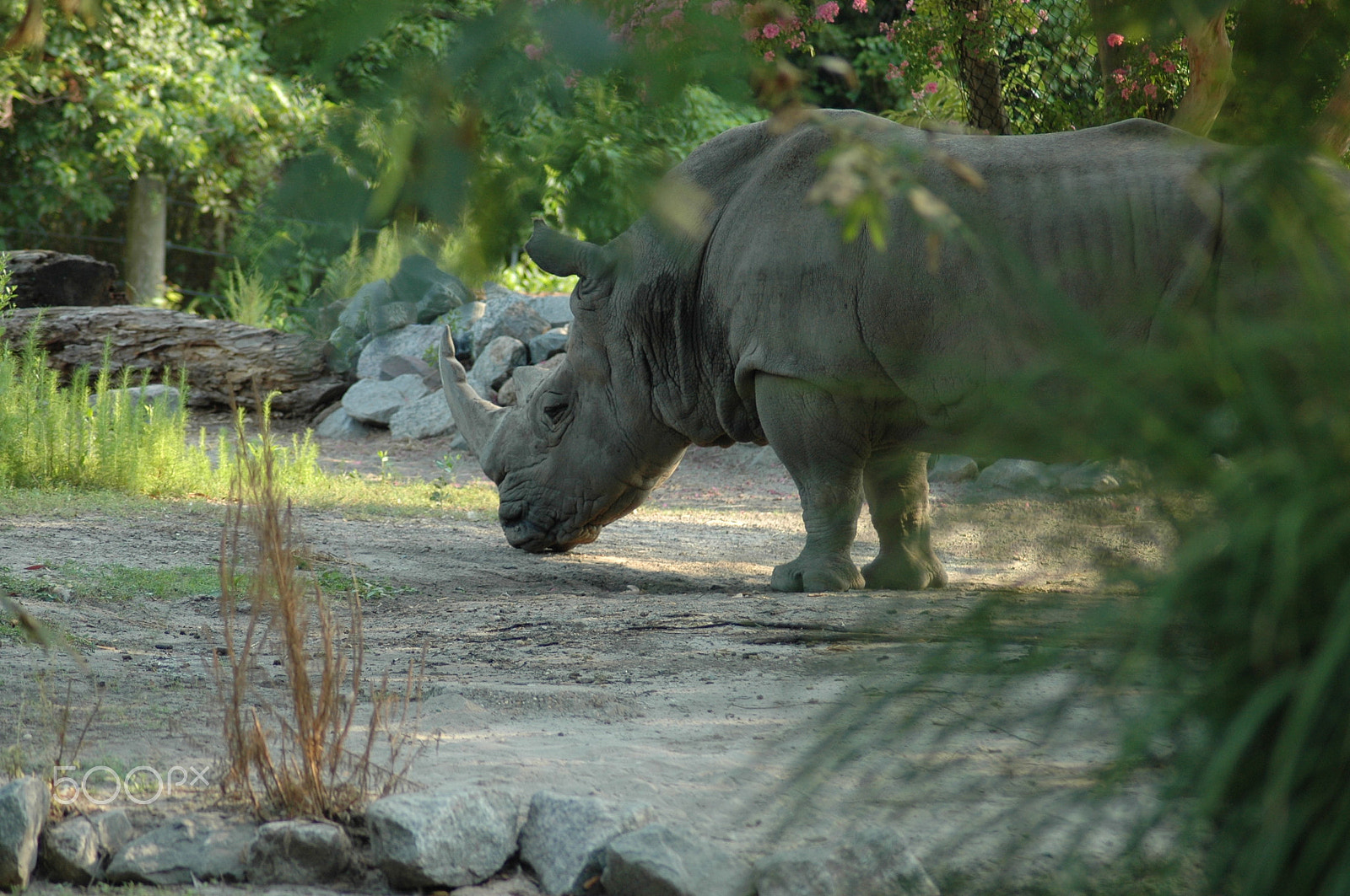 Nikon AF Nikkor 70-300mm F4-5.6G sample photo. Virginia zoo photography