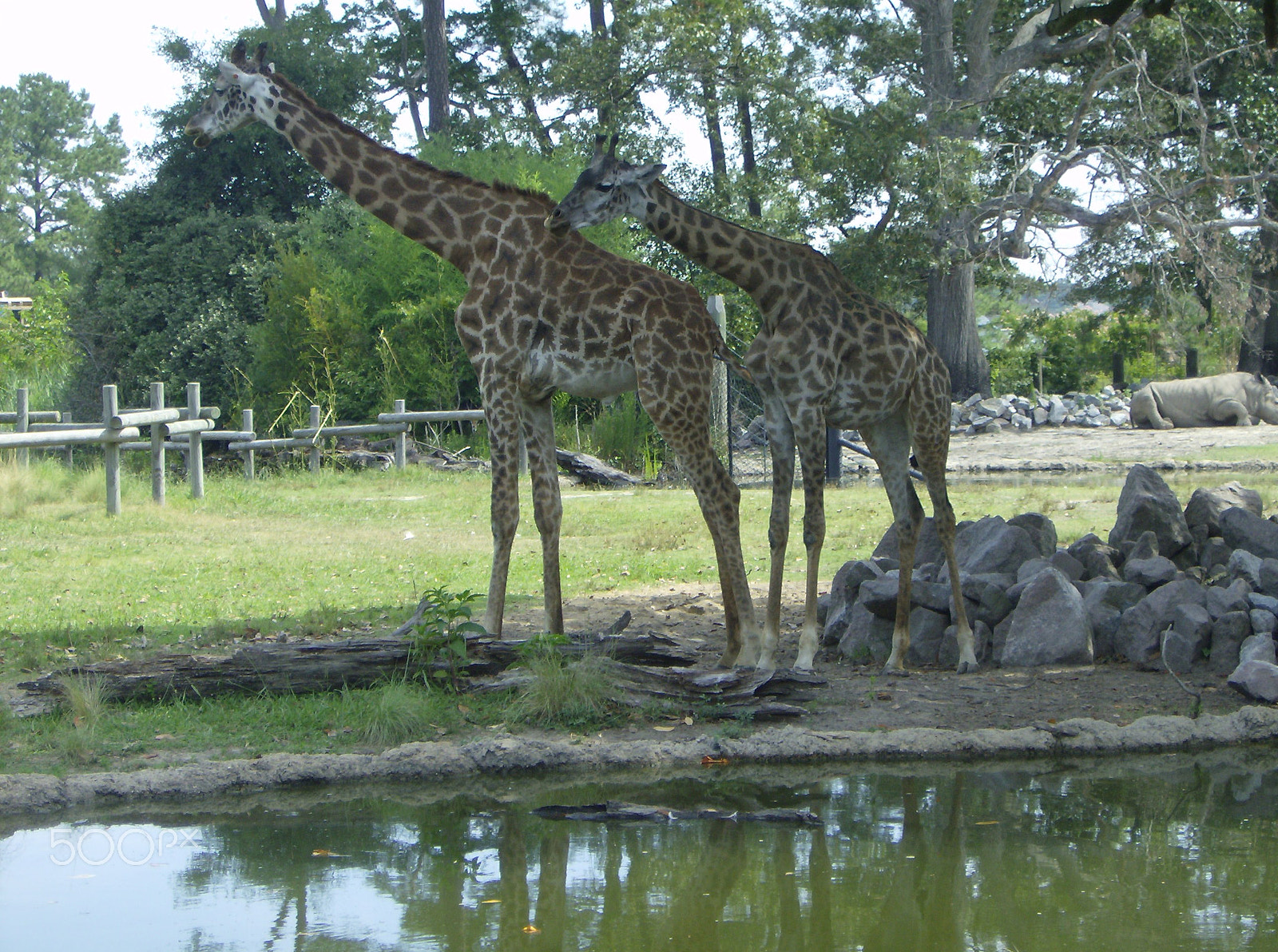 HP Photosmart M425 sample photo. Virginia zoo photography