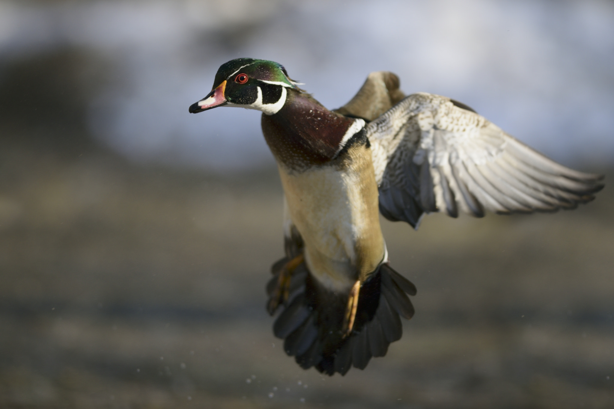 Nikon AF-S Nikkor 300mm F2.8G ED-IF VR sample photo. Wood duck in approach photography