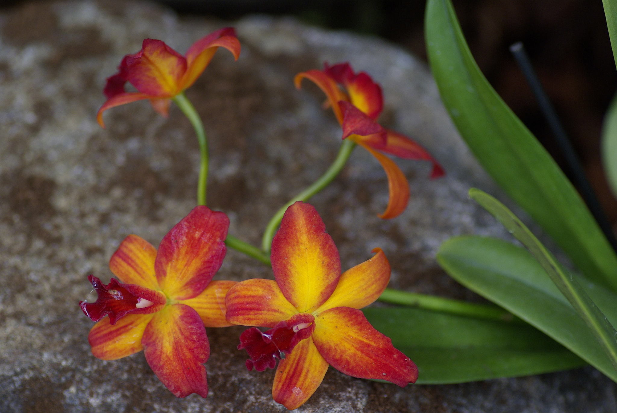 Pentax K10D + Tamron SP AF 90mm F2.8 Di Macro sample photo. Orchidee xii photography