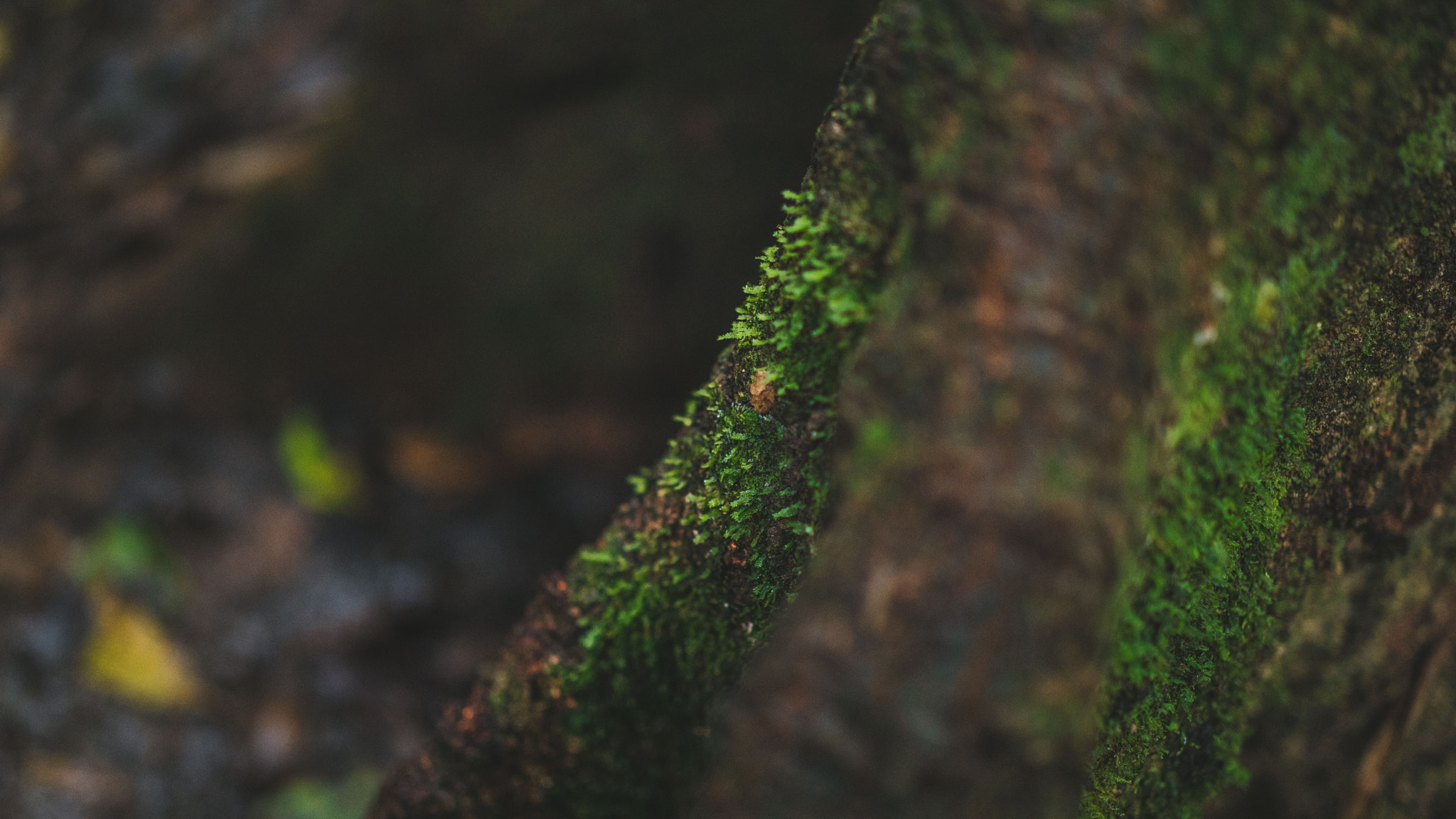 ZEISS Milvus 50mm F1.4 sample photo. Life photography
