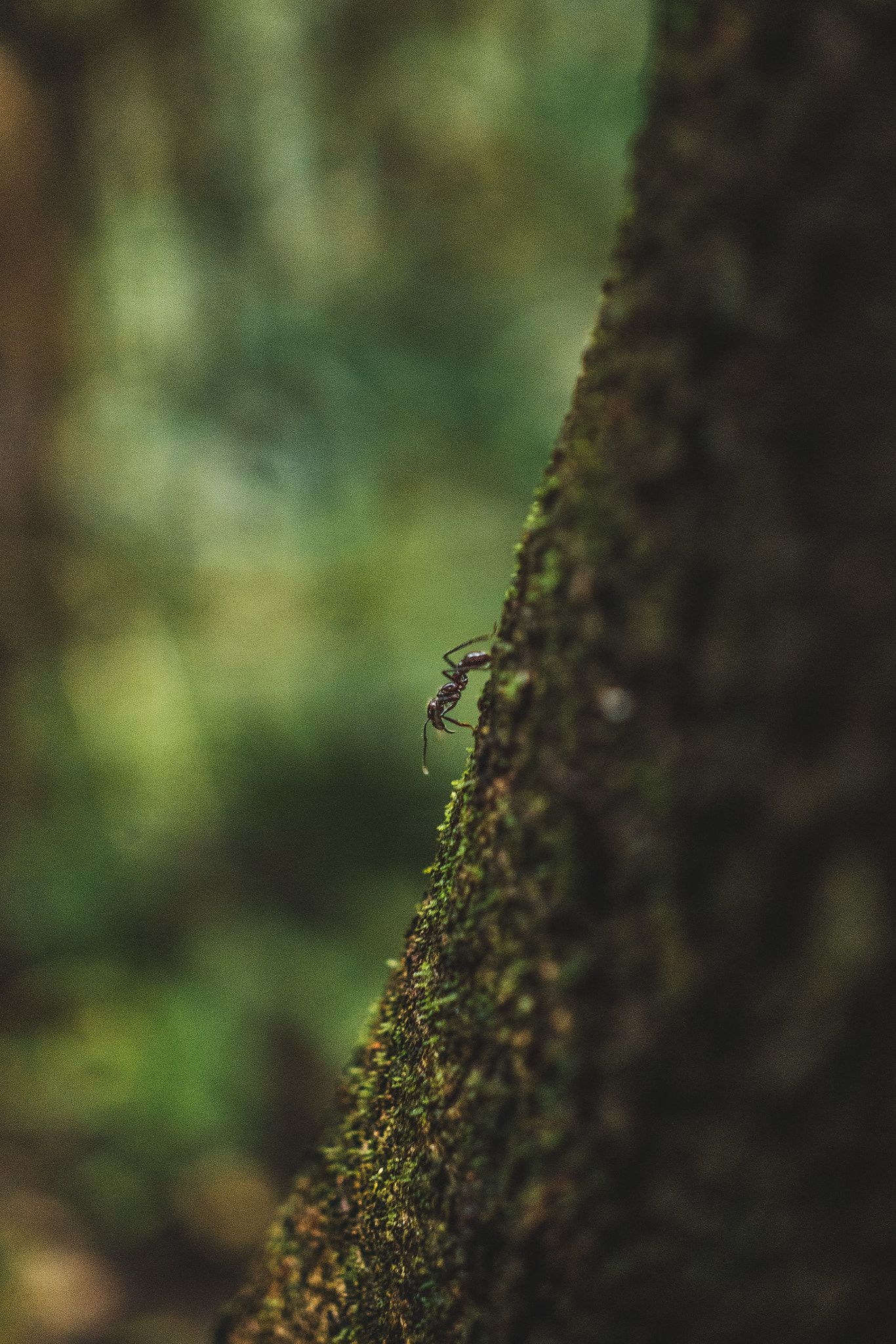 Nikon D810 + ZEISS Milvus 50mm F1.4 sample photo. Ant - jungle tour in puerto maldonado, peru photography