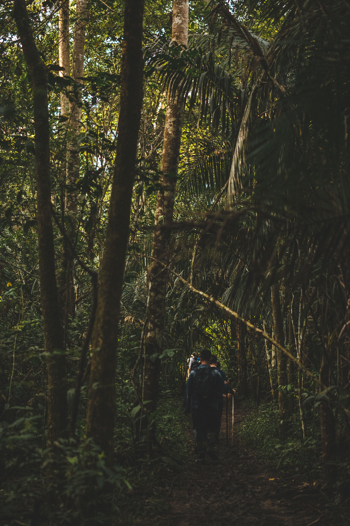 ZEISS Milvus 50mm F1.4 sample photo. Lost in the jungle photography