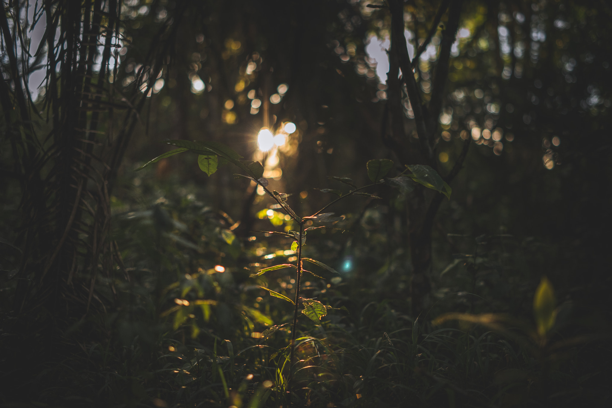 ZEISS Milvus 50mm F1.4 sample photo. Dreamy light photography