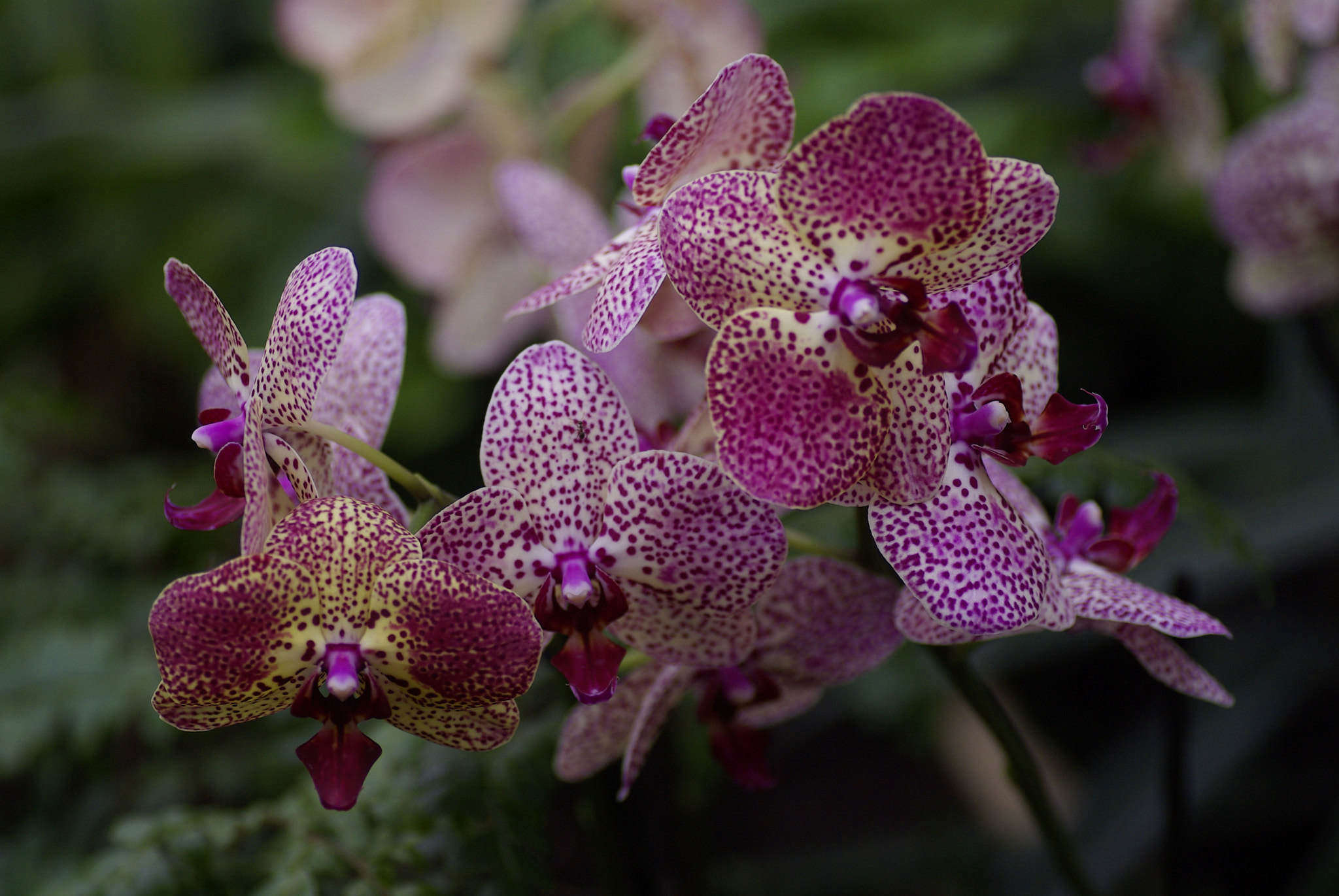 Pentax K10D + Tamron SP AF 90mm F2.8 Di Macro sample photo. Orchidee xiii photography