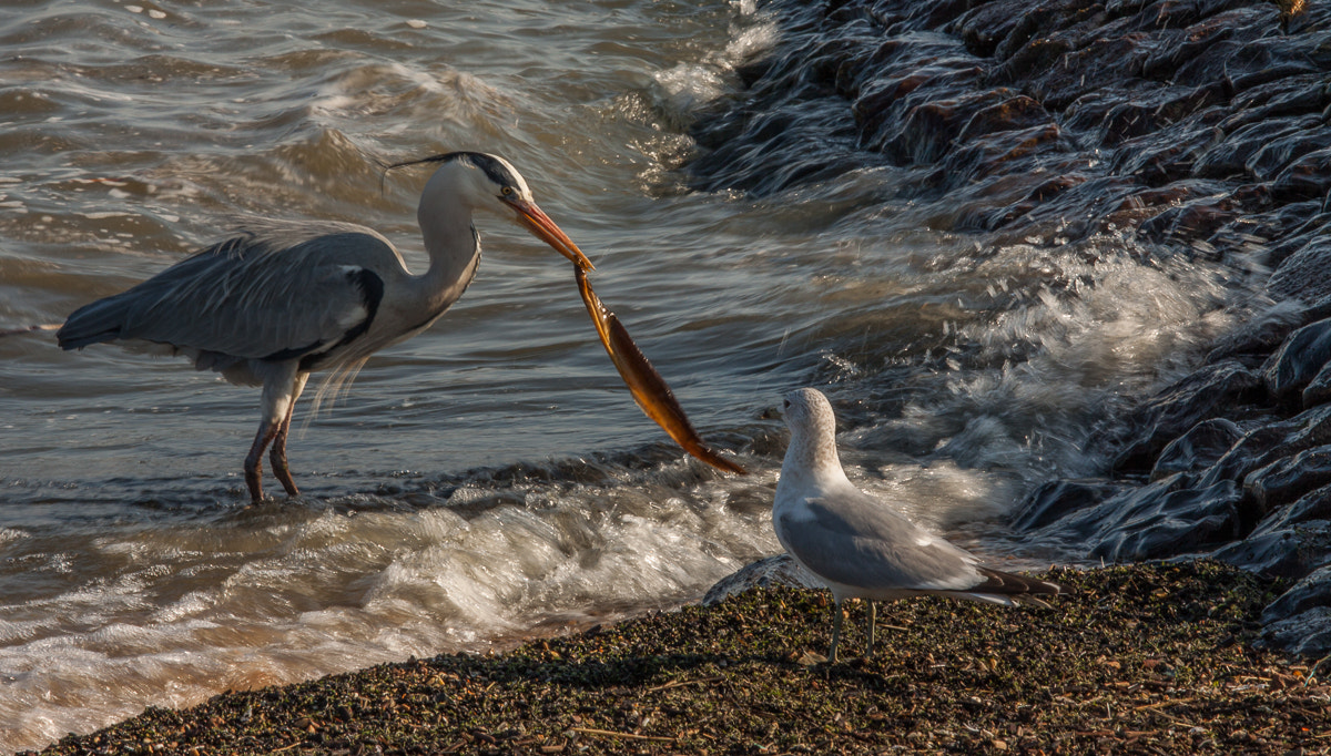 Canon EF-S 55-250mm F4-5.6 IS STM sample photo. Thief on the lookout photography