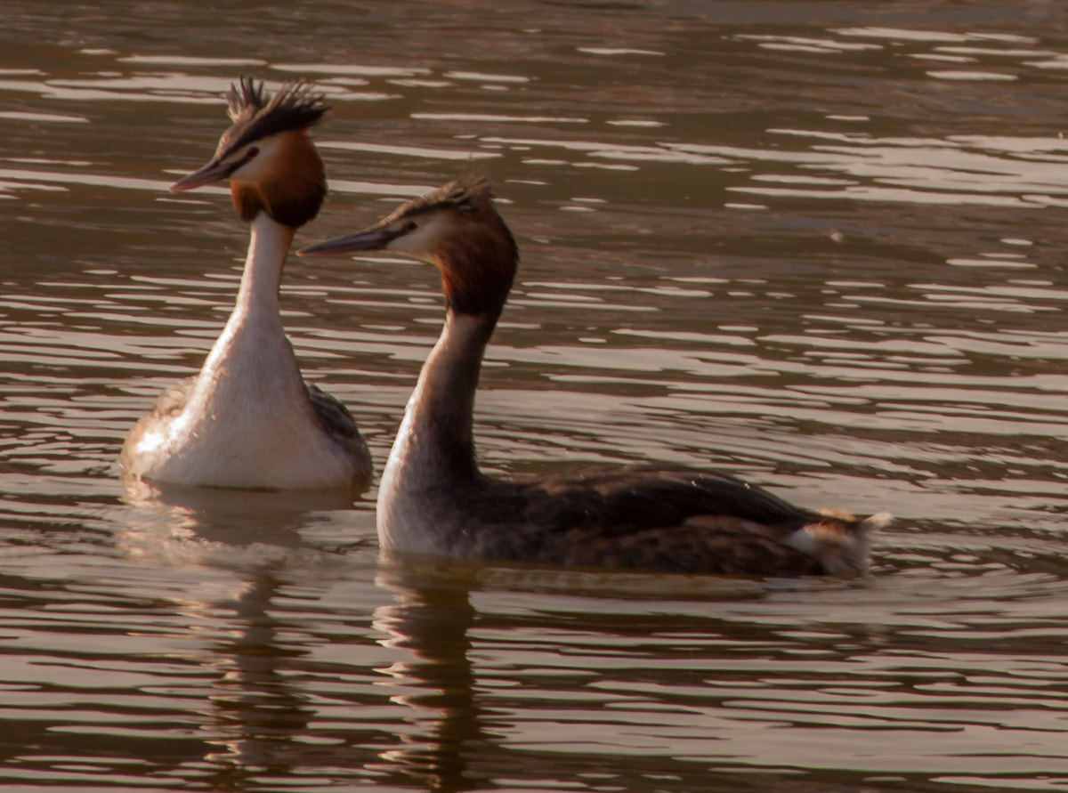 Canon EF-S 55-250mm F4-5.6 IS STM sample photo. Spring couple photography
