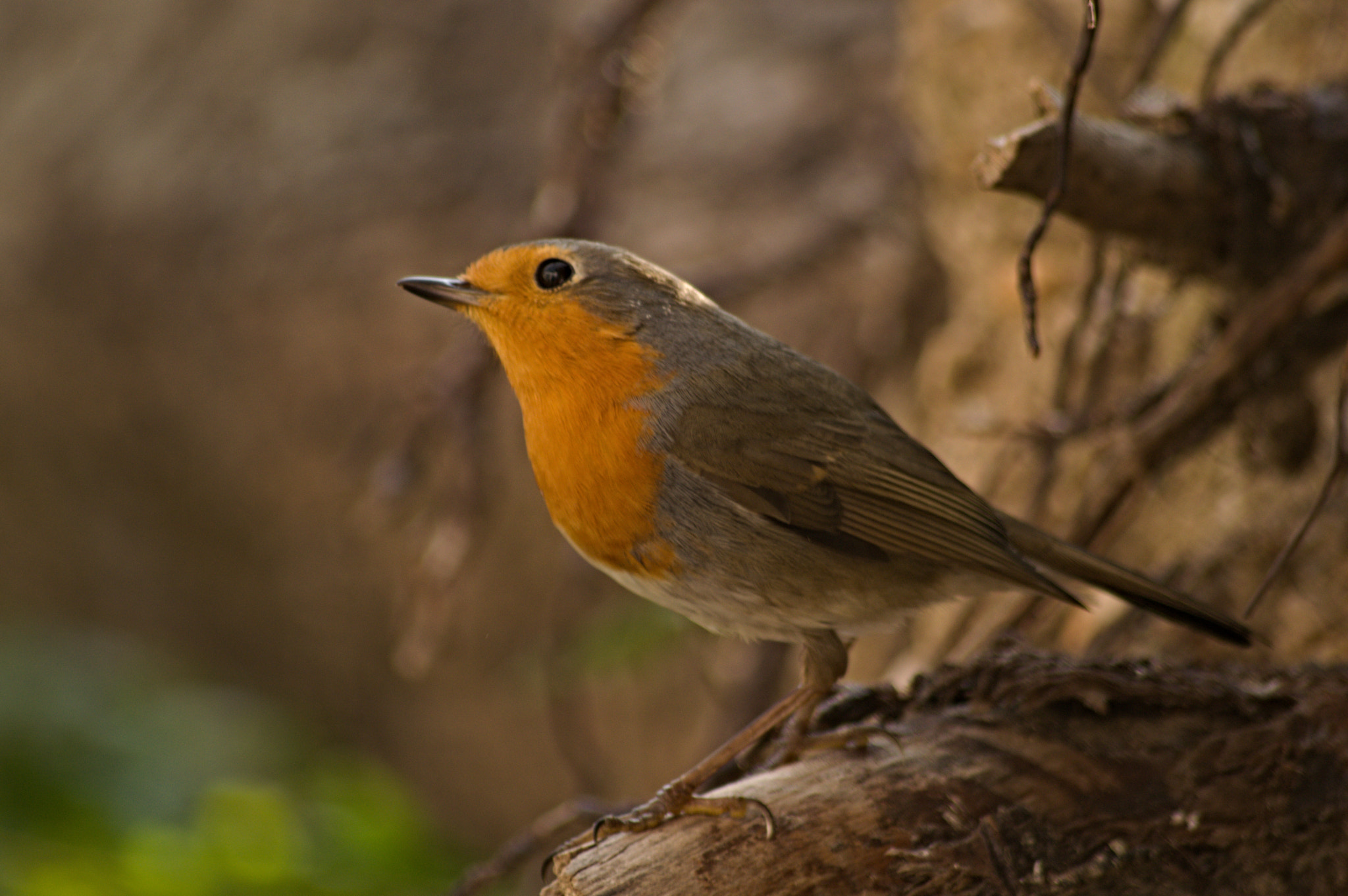 70.00 - 300.00 mm f/4.0 - 5.6 sample photo. Robin photography