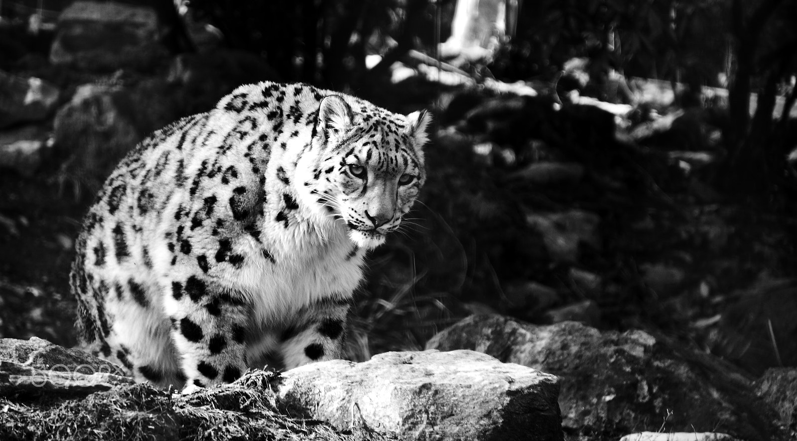 Sony E 55-210mm F4.5-6.3 OSS sample photo. Snow leopard photography