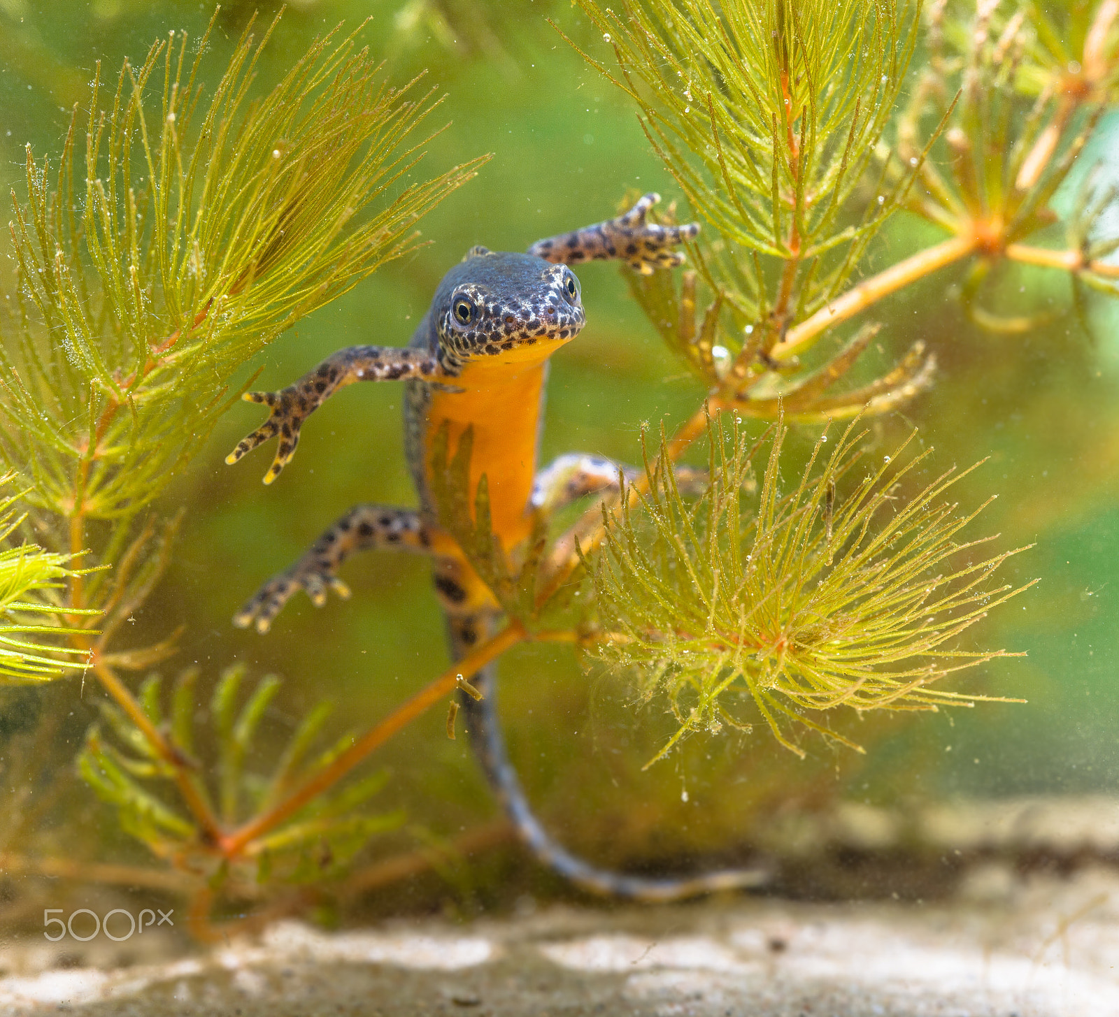 Sigma 150mm f/2.8 EX DG OS HSM APO Macro sample photo. Alpine newt (mesotriton alpestris) photography