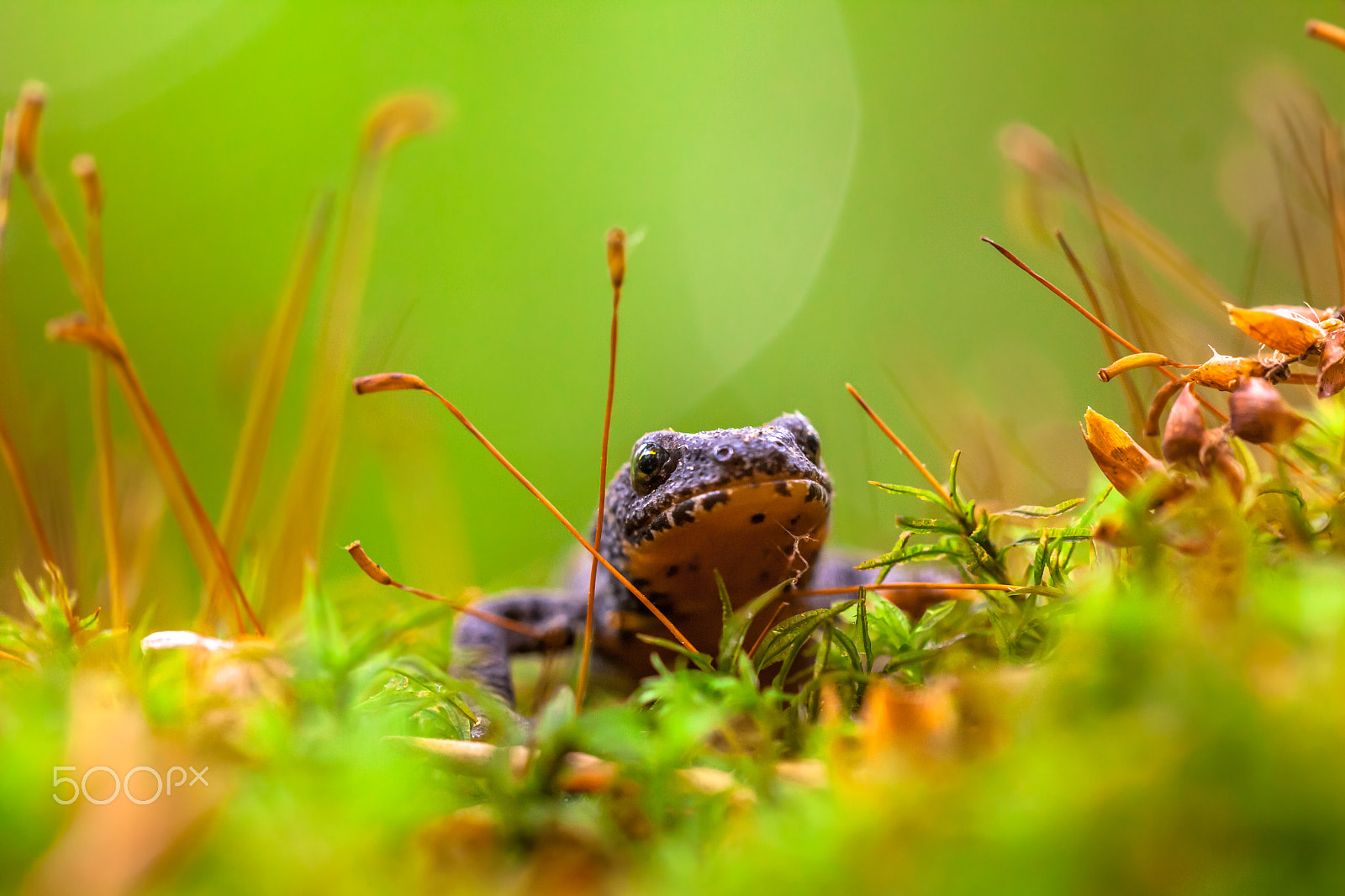 Sigma 150mm f/2.8 EX DG OS HSM APO Macro sample photo. Alpine newt (ichthyosaura alpestris) in moss photography