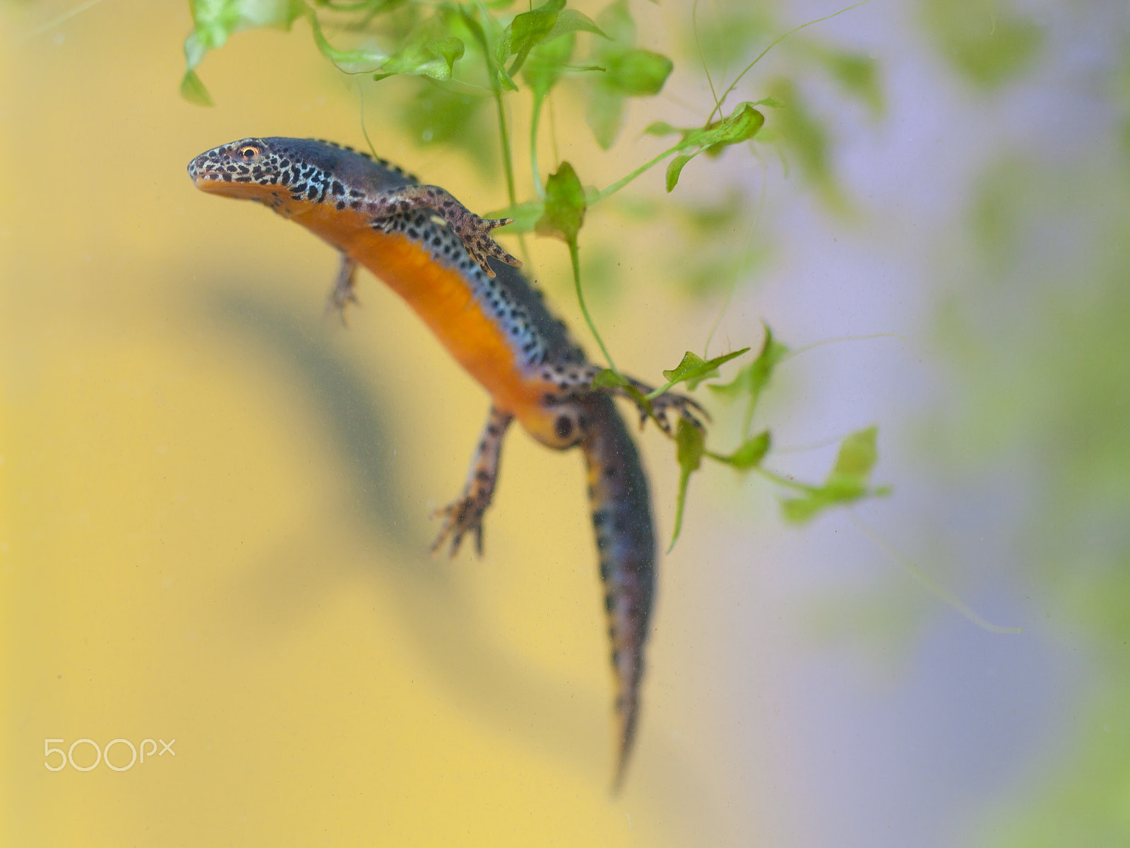 Sigma 150mm f/2.8 EX DG OS HSM APO Macro sample photo. Alpine newt (mesotriton alpestris) photography