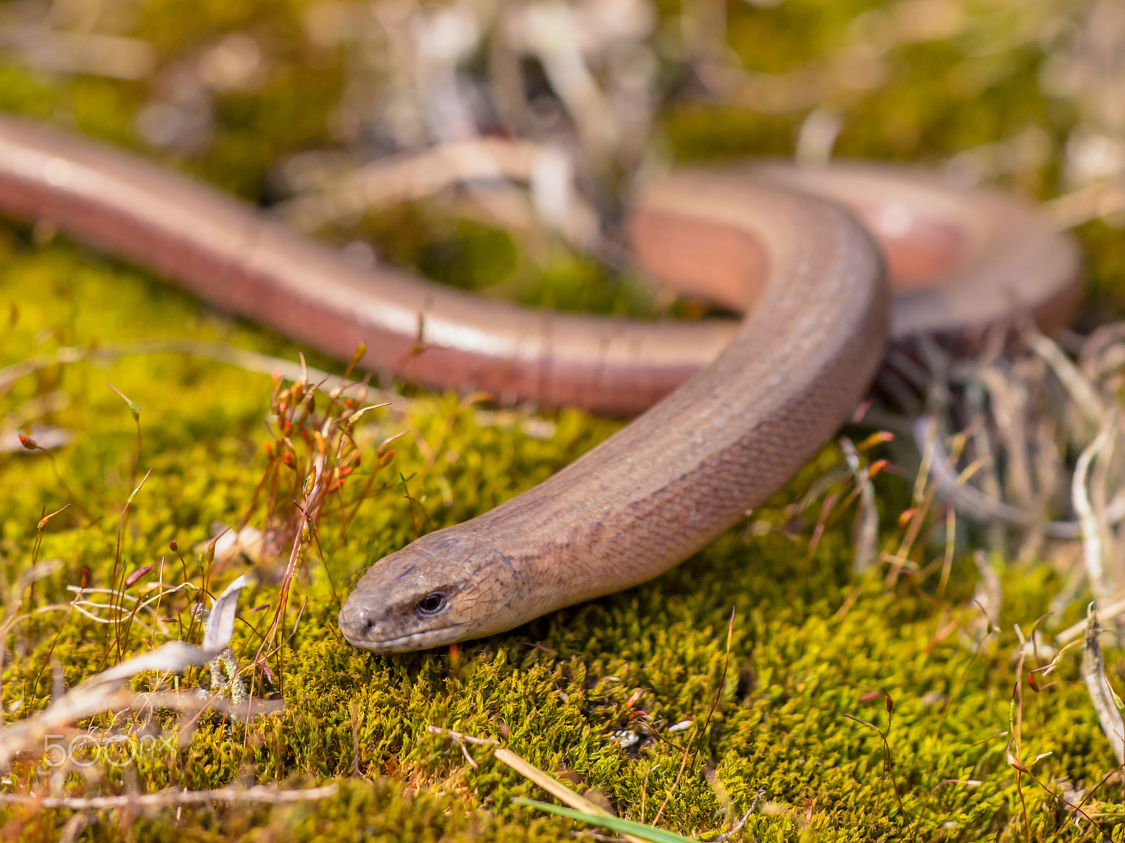Olympus E-5 + Sigma 150mm F2.8 EX DG Macro HSM sample photo. Basking slow worm (anguis fragilis) photography