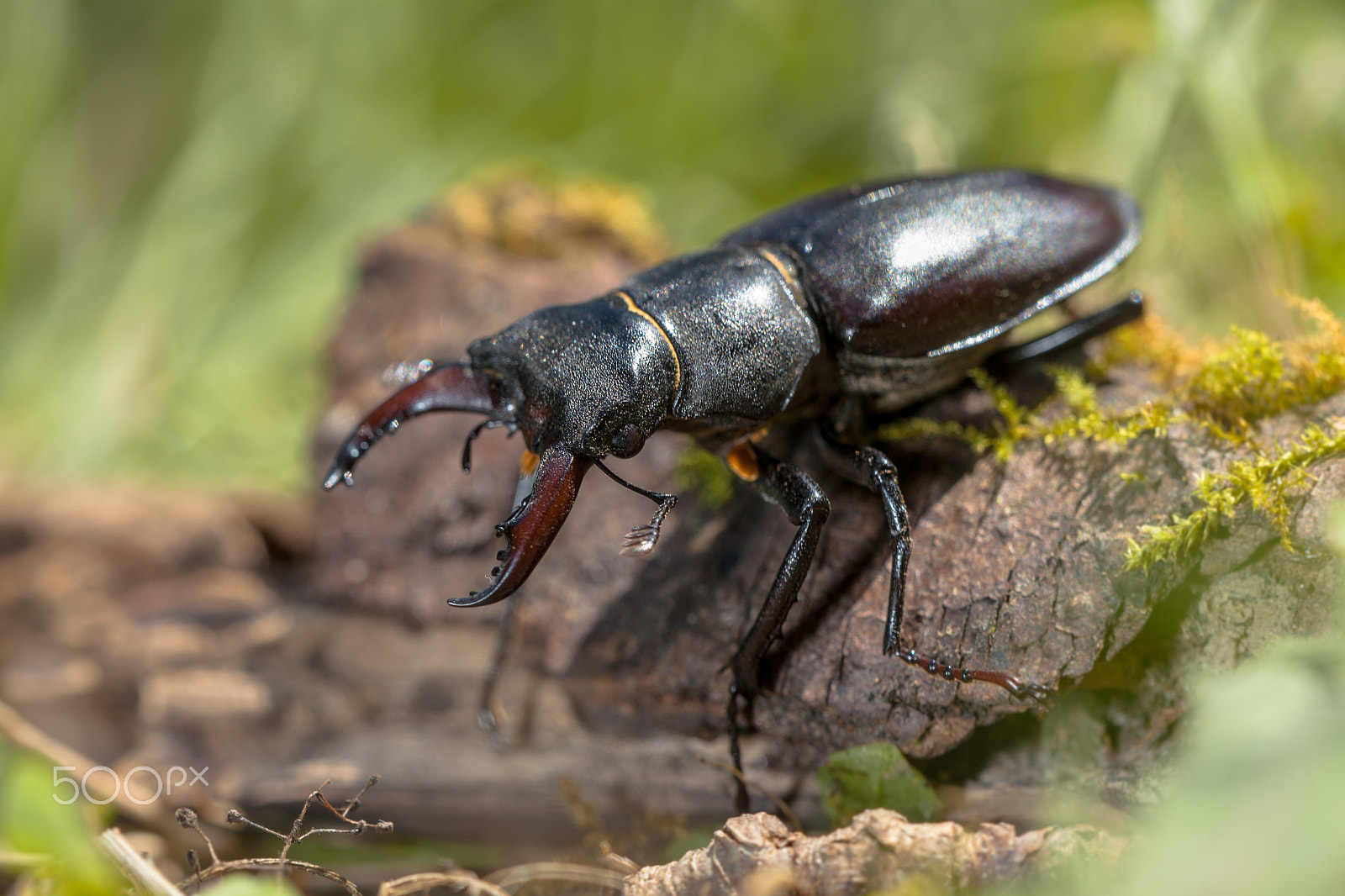 Sigma 150mm f/2.8 EX DG OS HSM APO Macro sample photo. Stag beetle.jpg photography