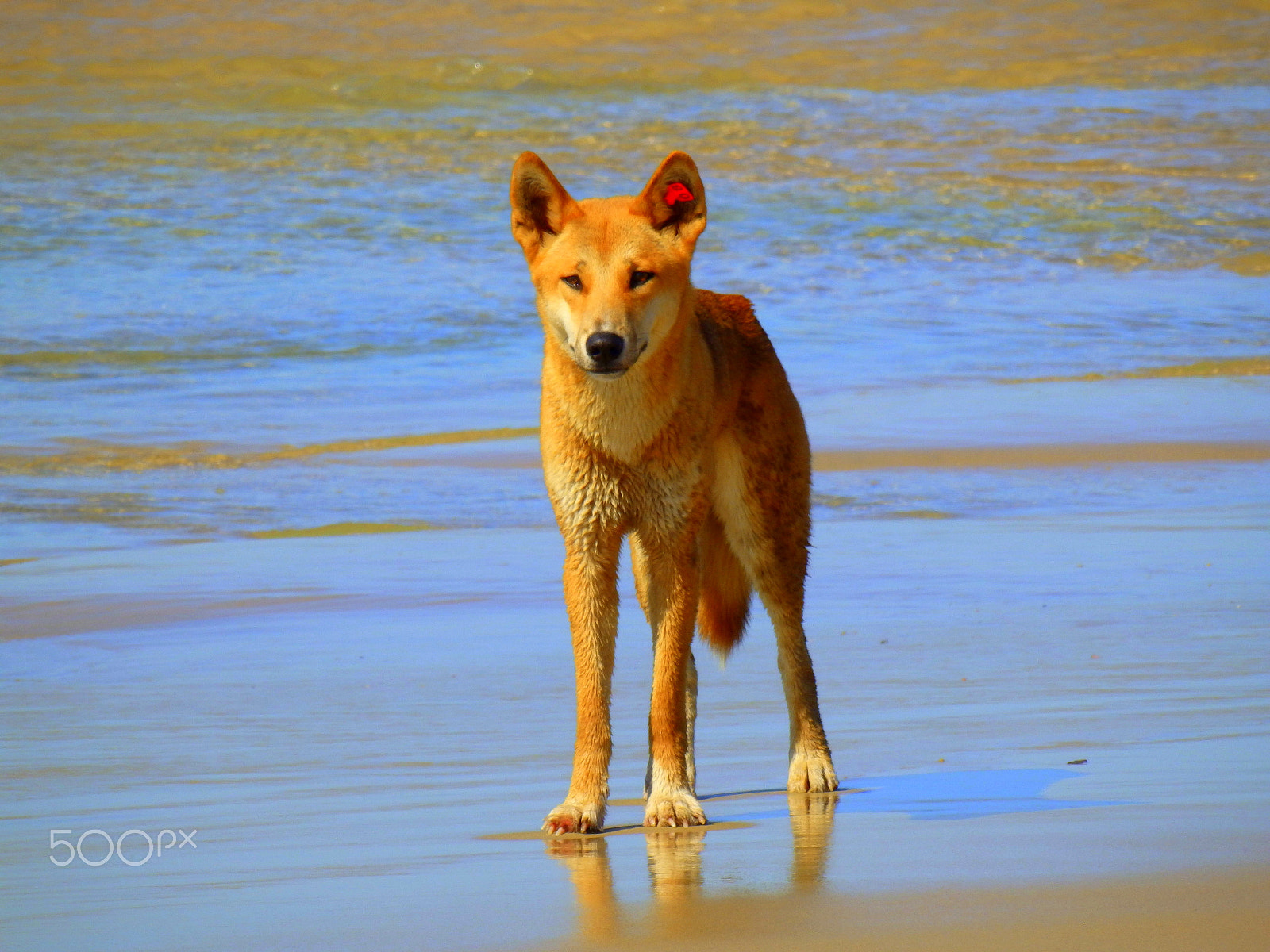 Olympus SZ-16,DZ-105 sample photo. Fraser island, australia photography