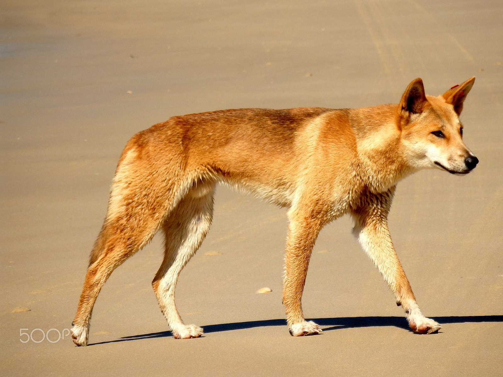 Olympus SZ-16,DZ-105 sample photo. Fraser island, australia photography