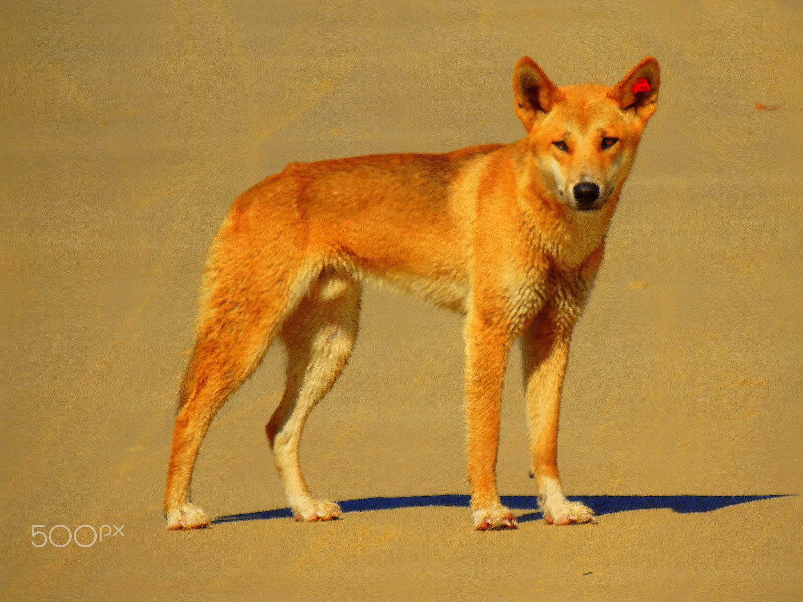 Olympus SZ-16,DZ-105 sample photo. Fraser island, australia photography